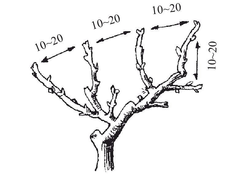 （五）修剪时期及技术要点