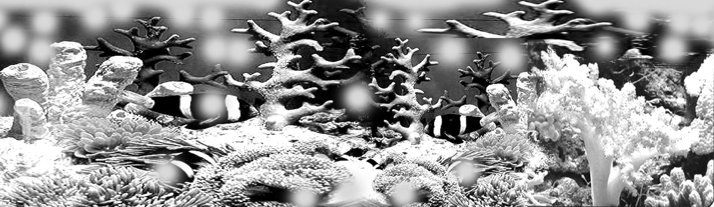 “水晶宫”中的珊瑚