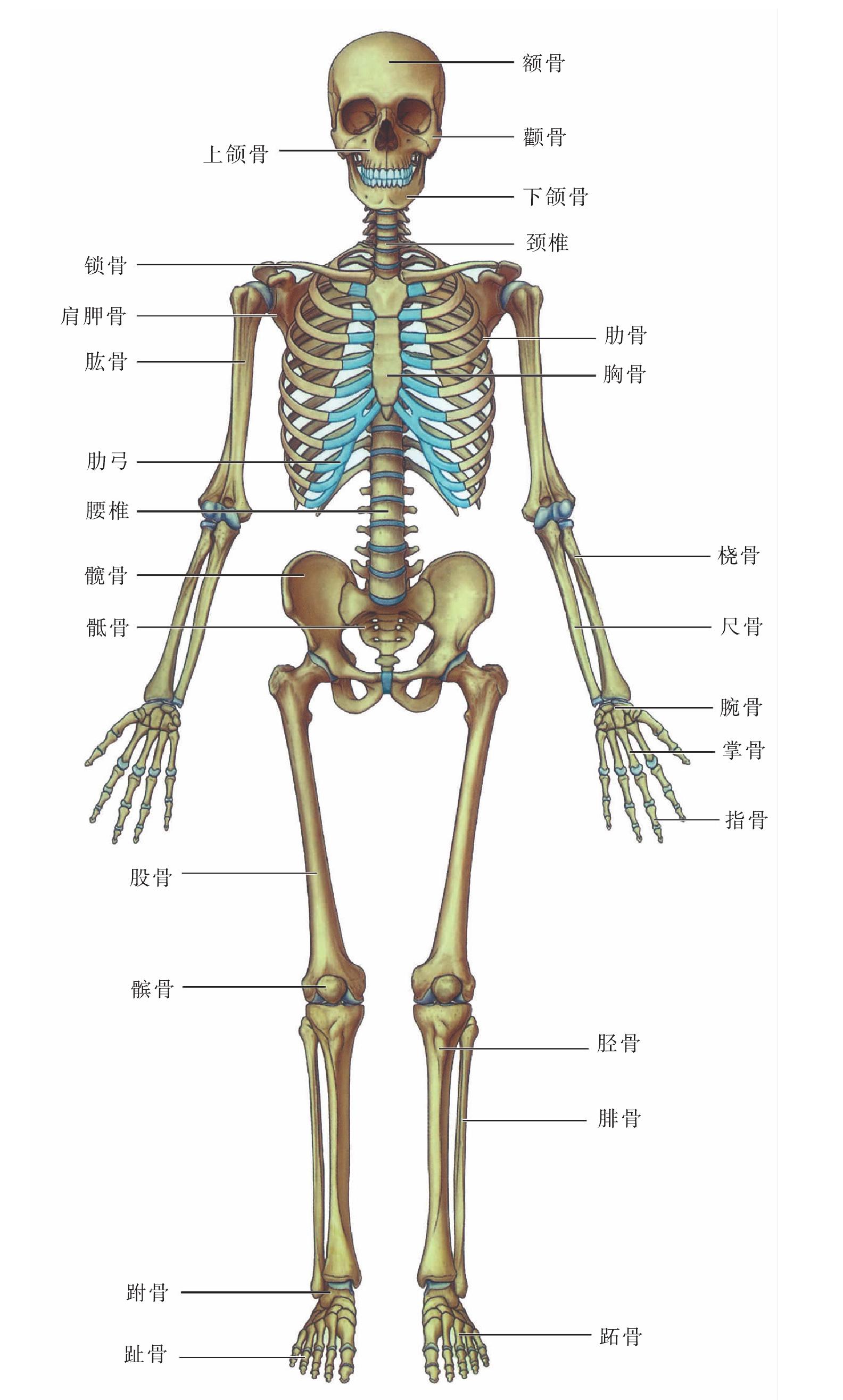 图2 全身骨骼（前面观）