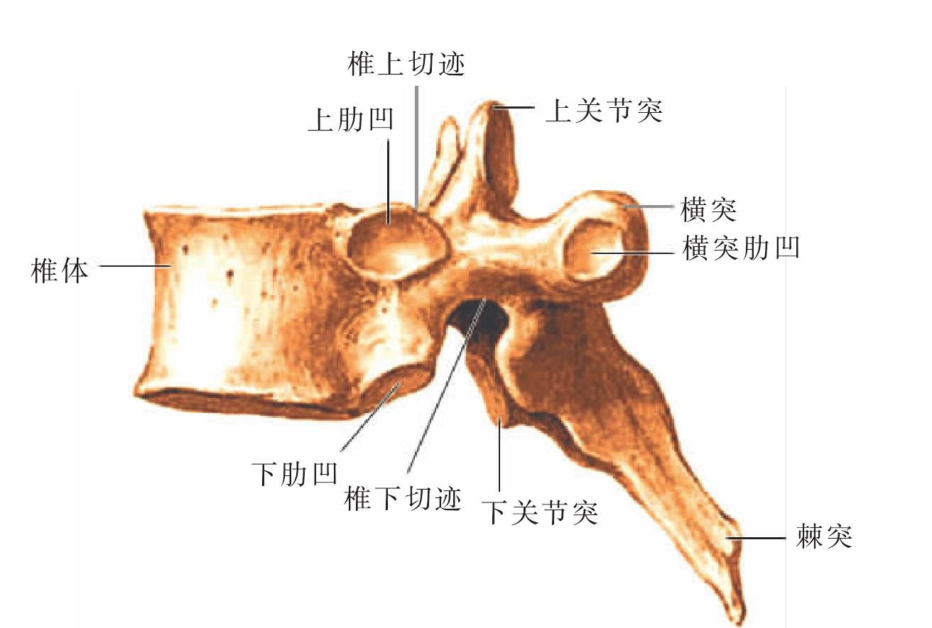 胸椎的结构图和名称图片