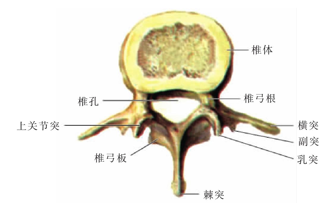 图2-14 腰椎(上面观)-骨科临床解剖学-医学
