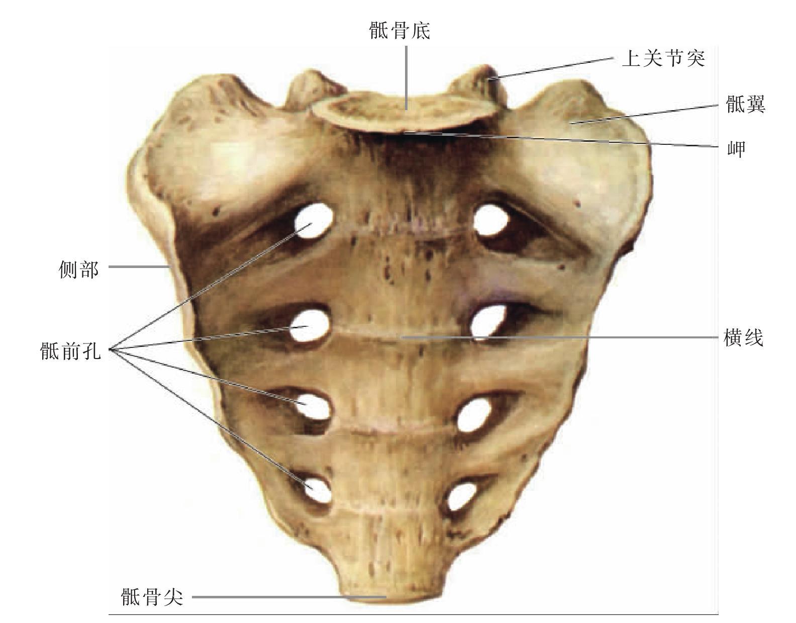 圖11 骶骨（前面觀）