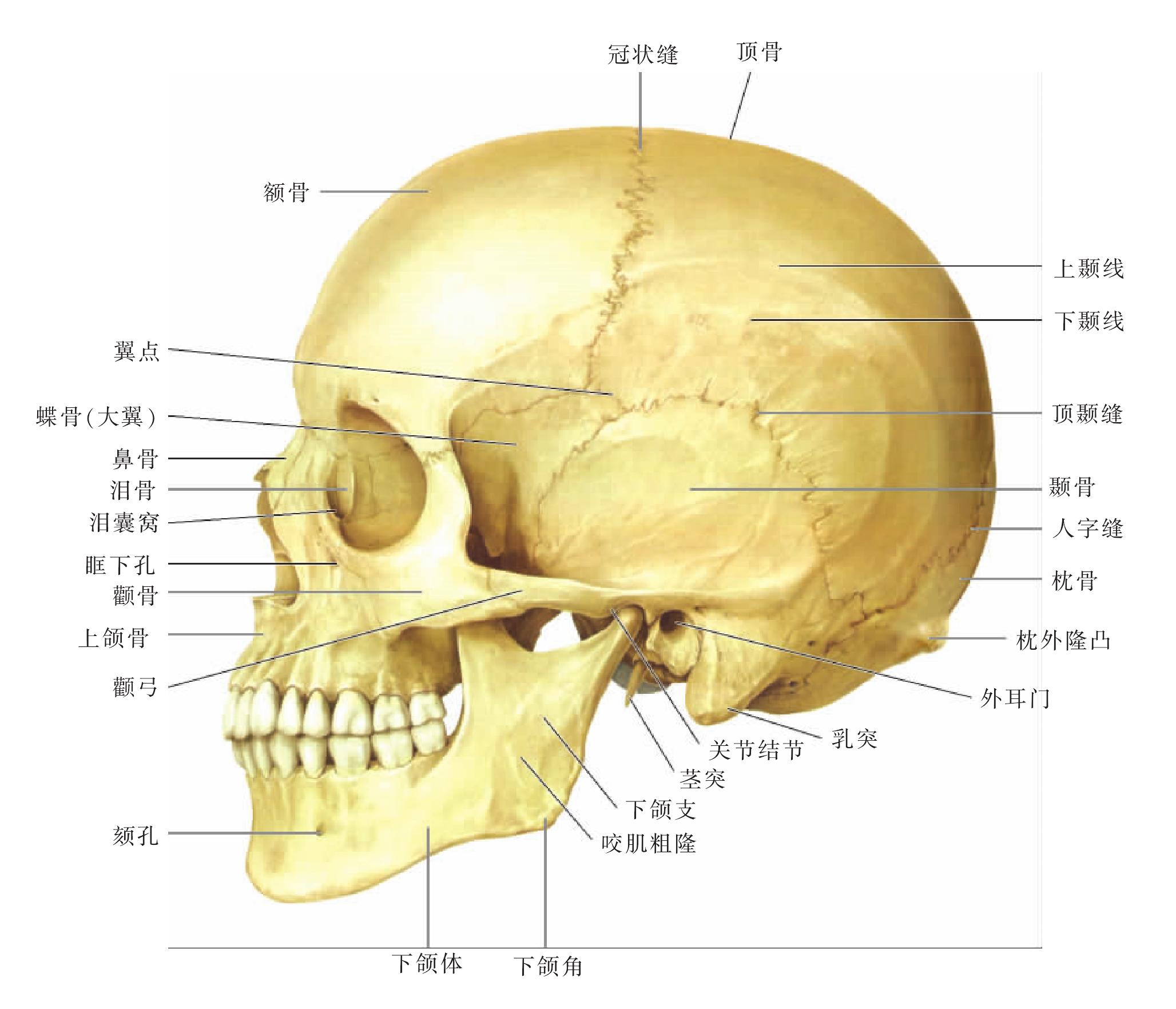 人体头盖骨上部侧面分区图片素材-编号07822546-图行天下