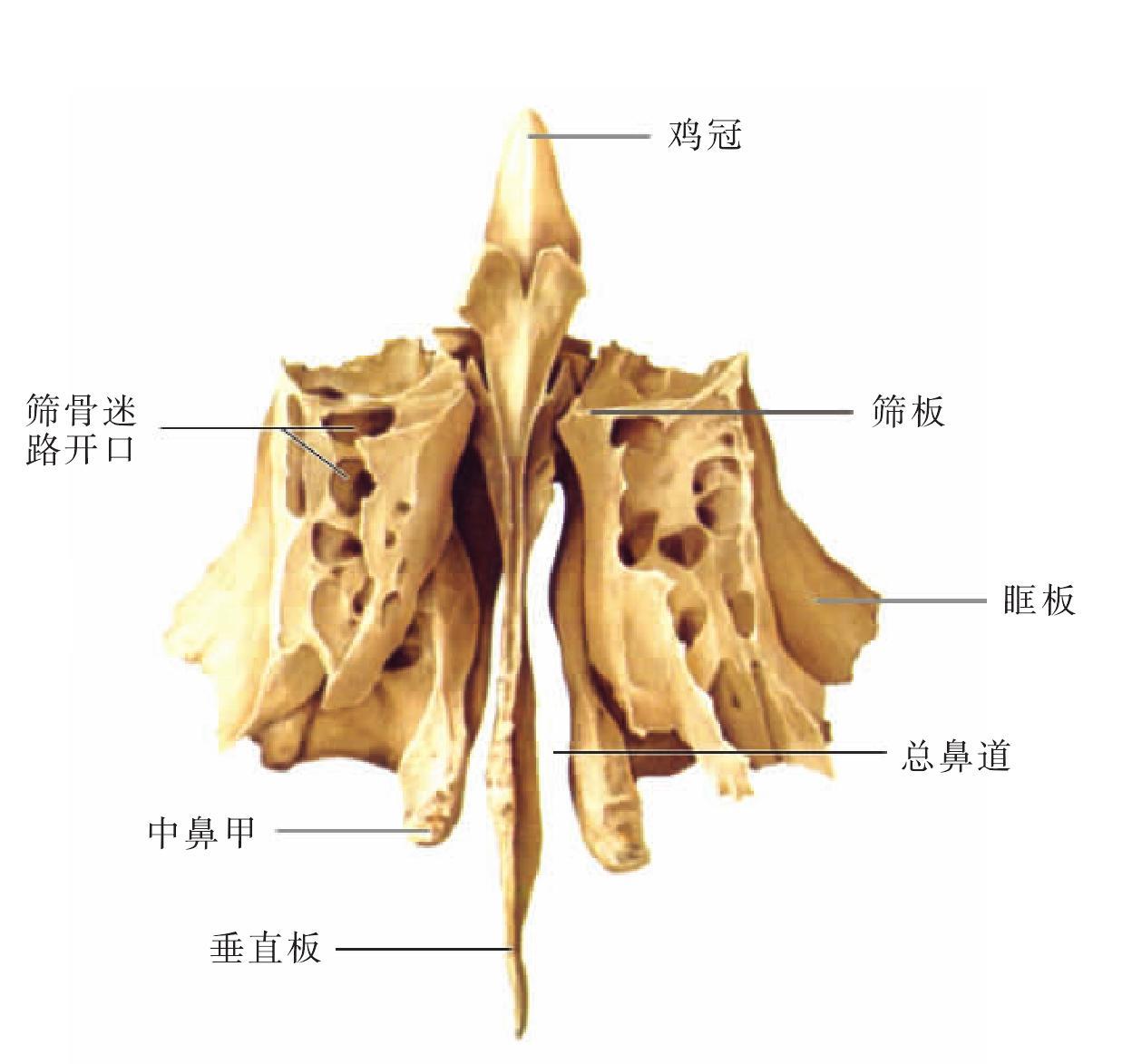 图2-47 骨盆环和骶髂关节(前面观)-骨科临床解剖学-医学