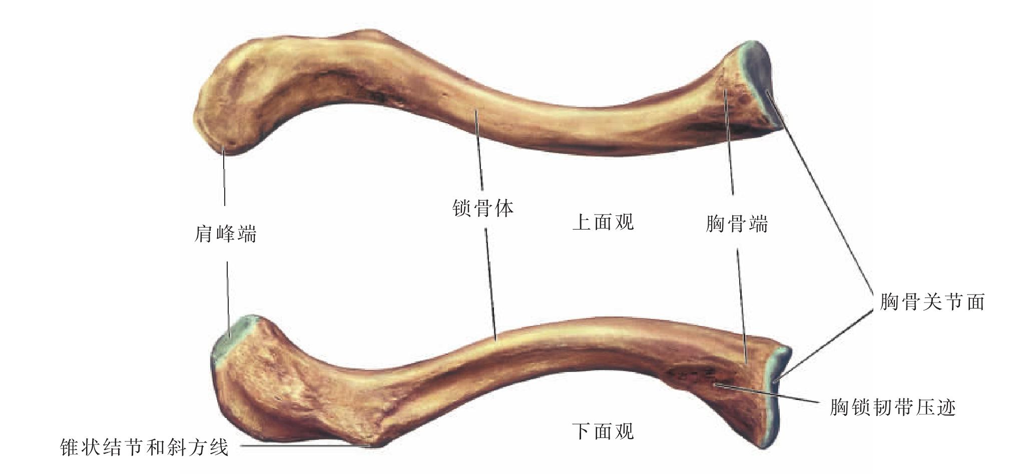 锁骨与肋骨的位置图