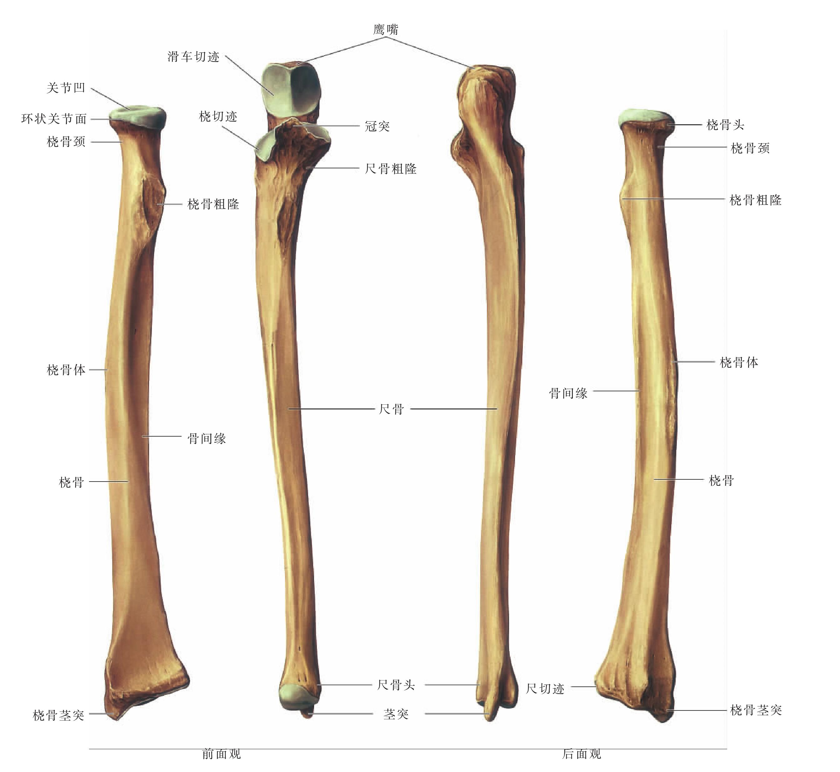 图38 桡骨和尺骨