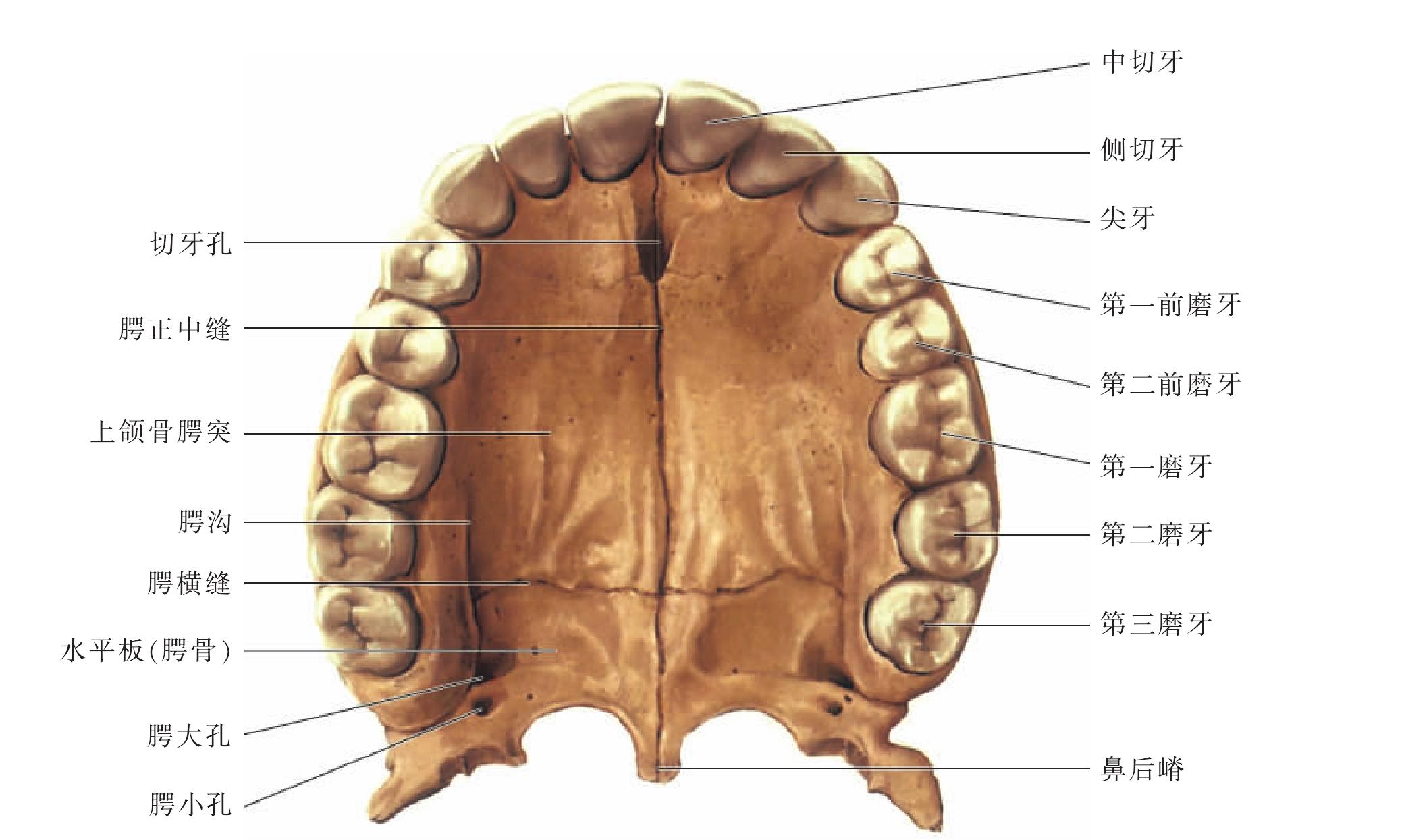 (图) 上颌恒牙