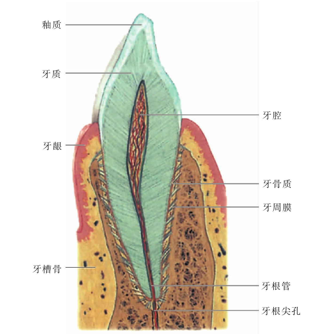 图3-66 下颌乳侧切牙-口腔颌面及颈部临床解剖学-医学