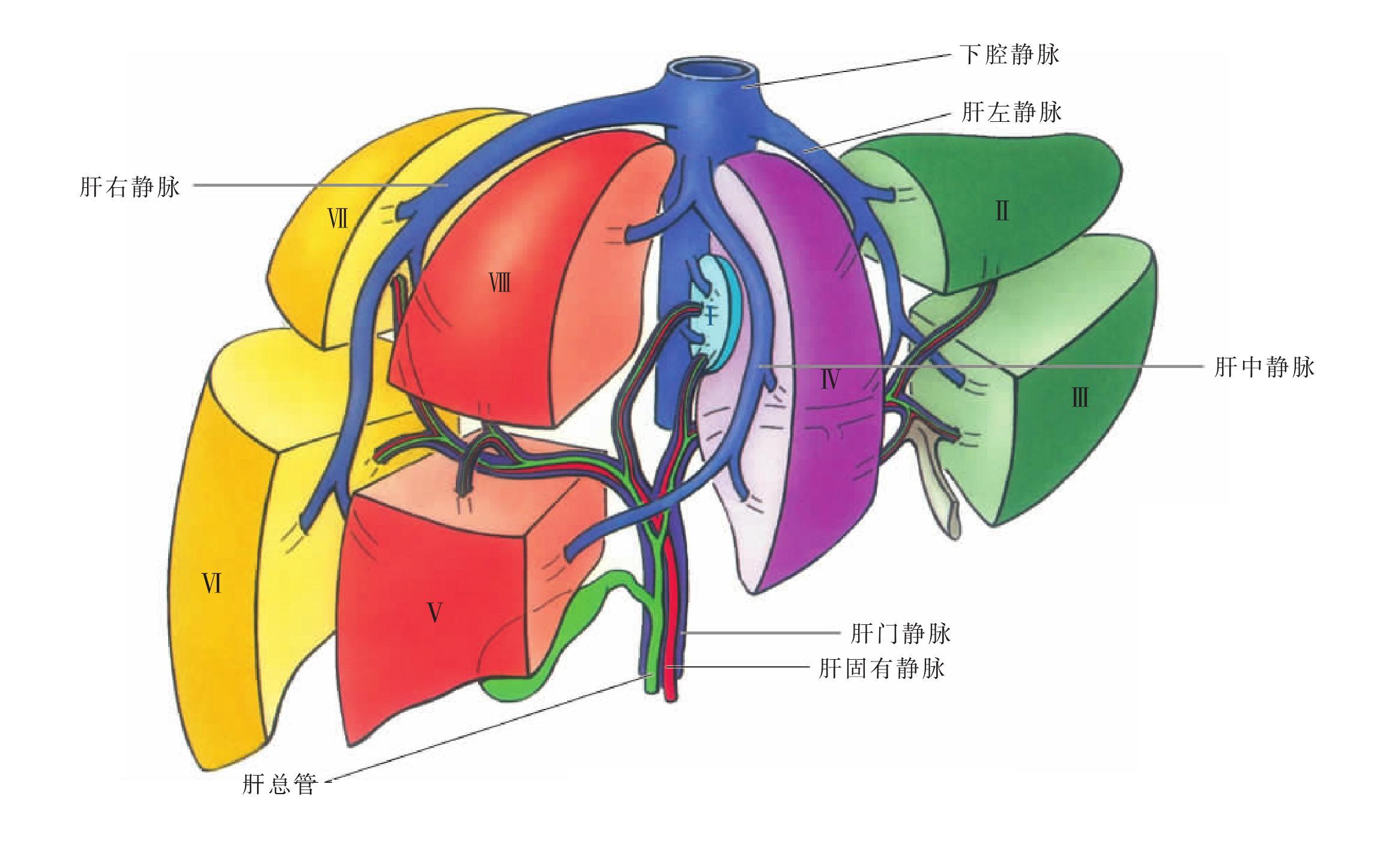 图114肝叶肝段和血管胆管的肝内分布