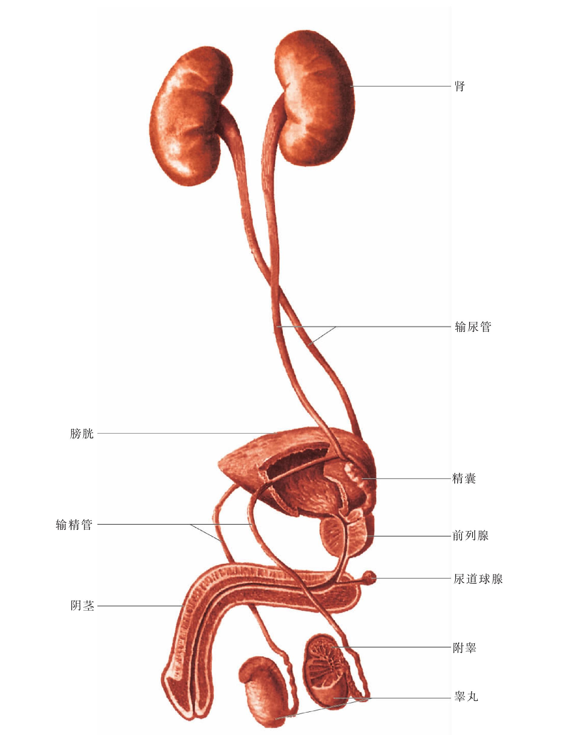 图134 男性泌尿生殖系统概观
