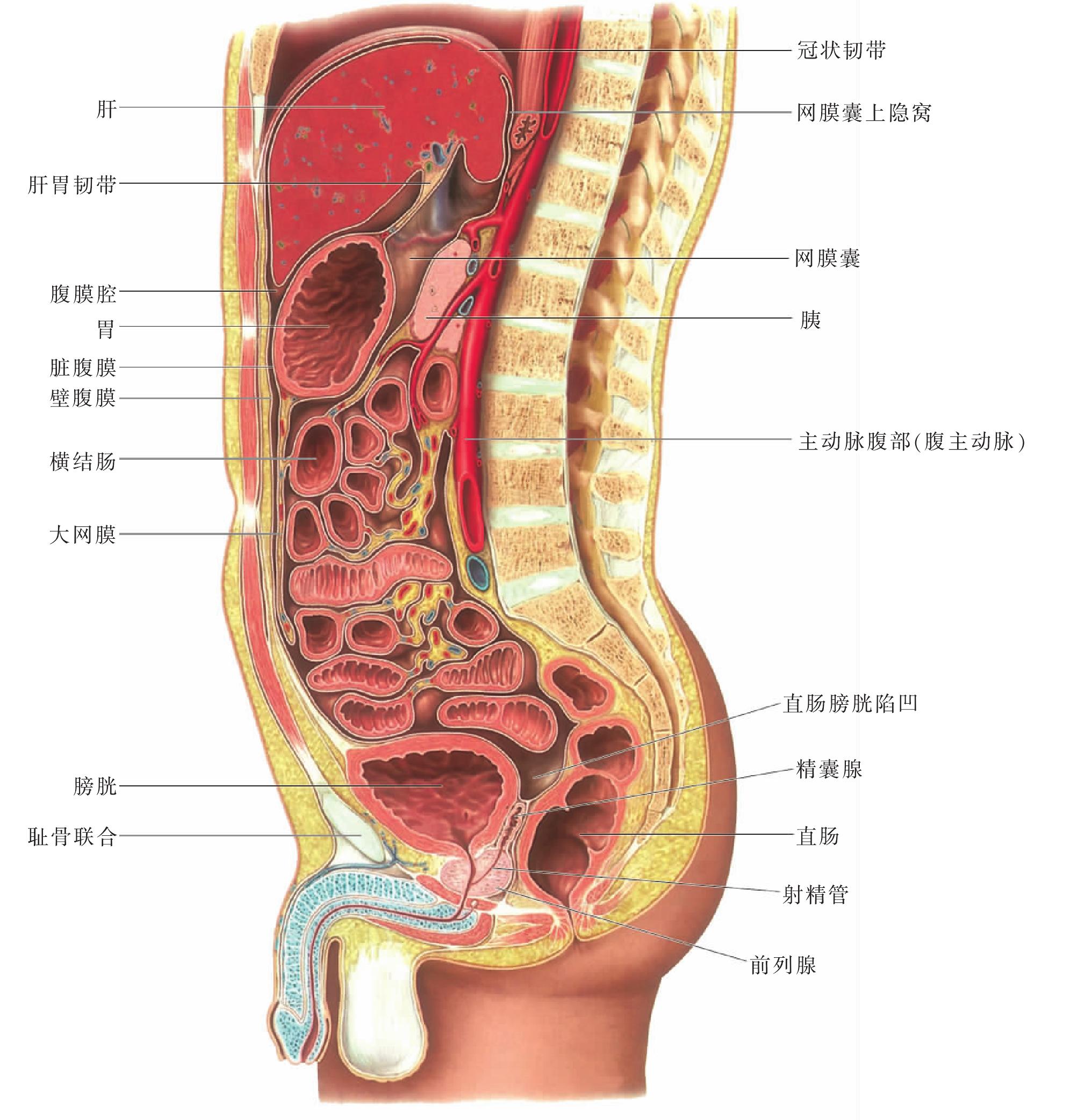 图161 男性腹腔正中矢状切面