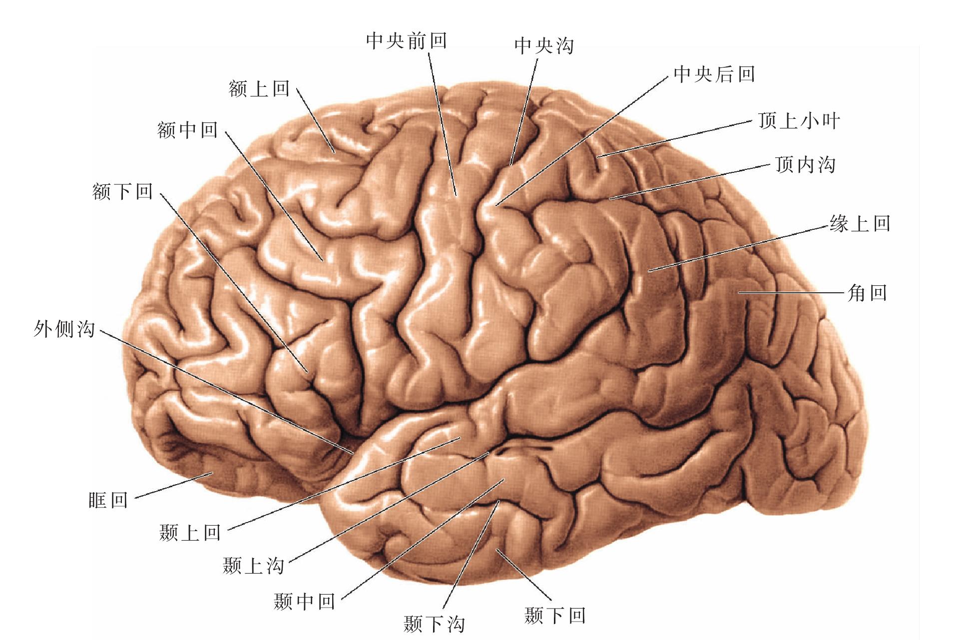 大脑侧面解剖图图片