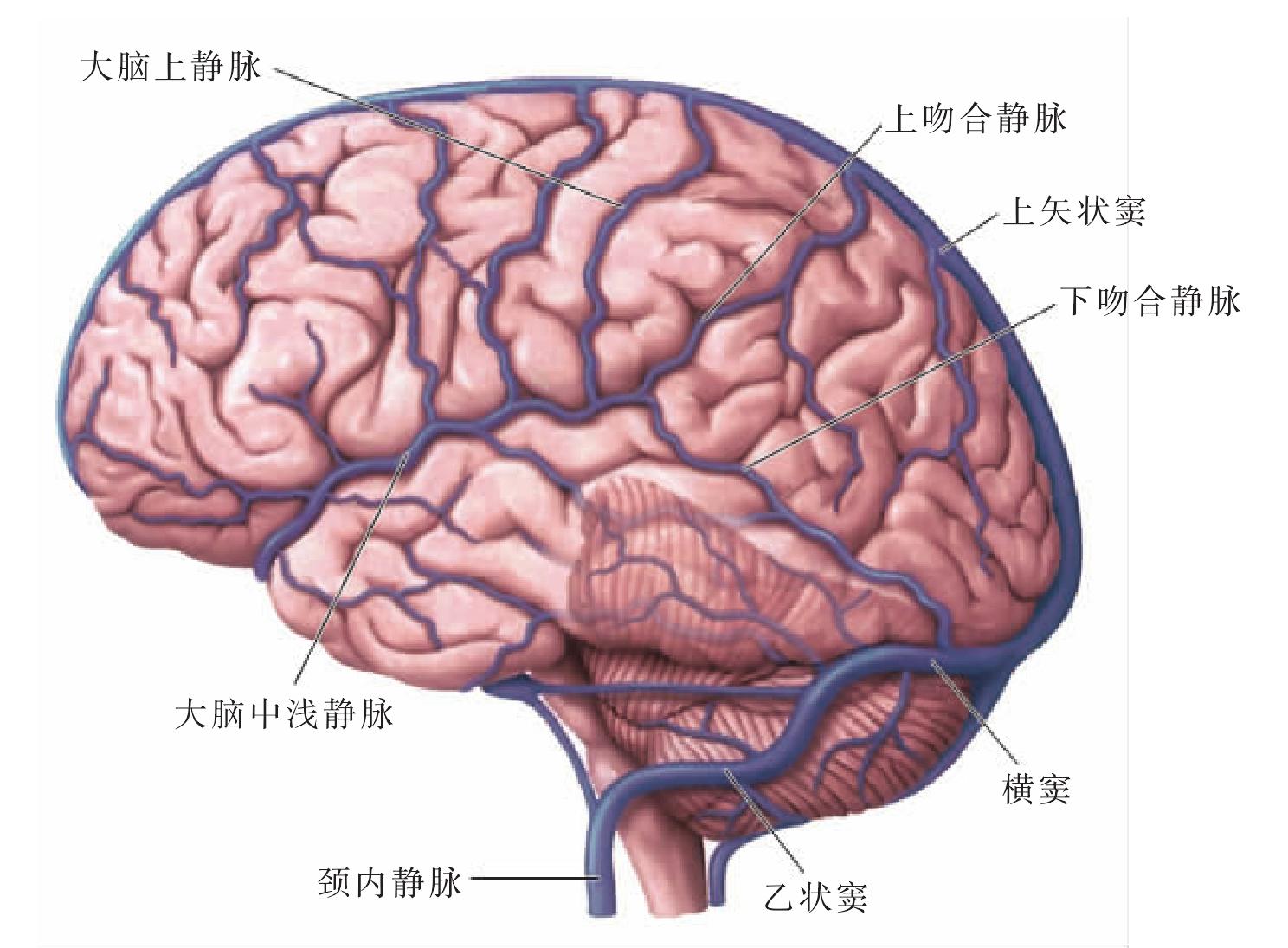 图245 大脑的静脉（外侧面观）