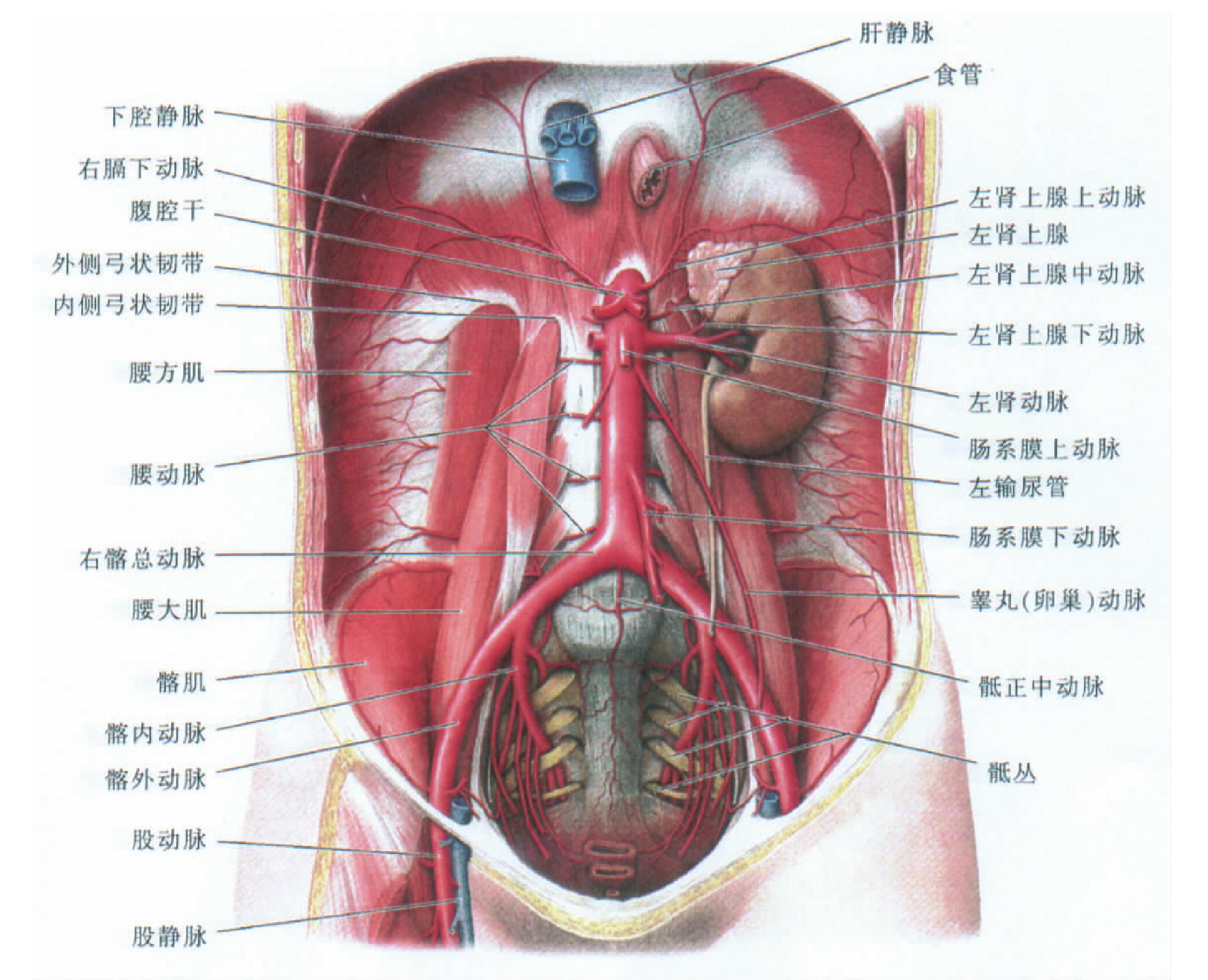 图277 腹主动脉（主动脉腹部）及其分支