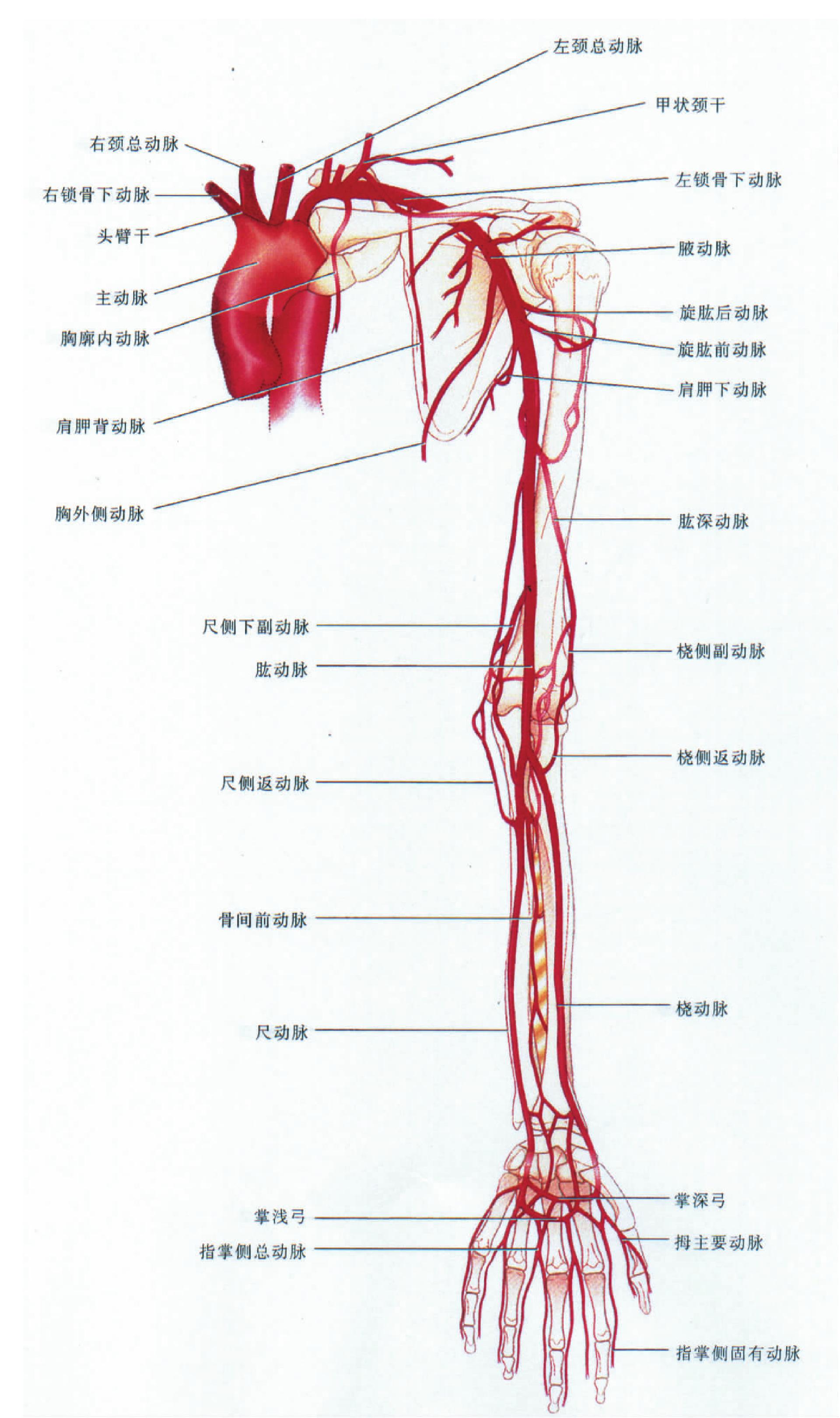 图4-66 股部动脉铸型(前面观)-骨科临床解剖学-医学