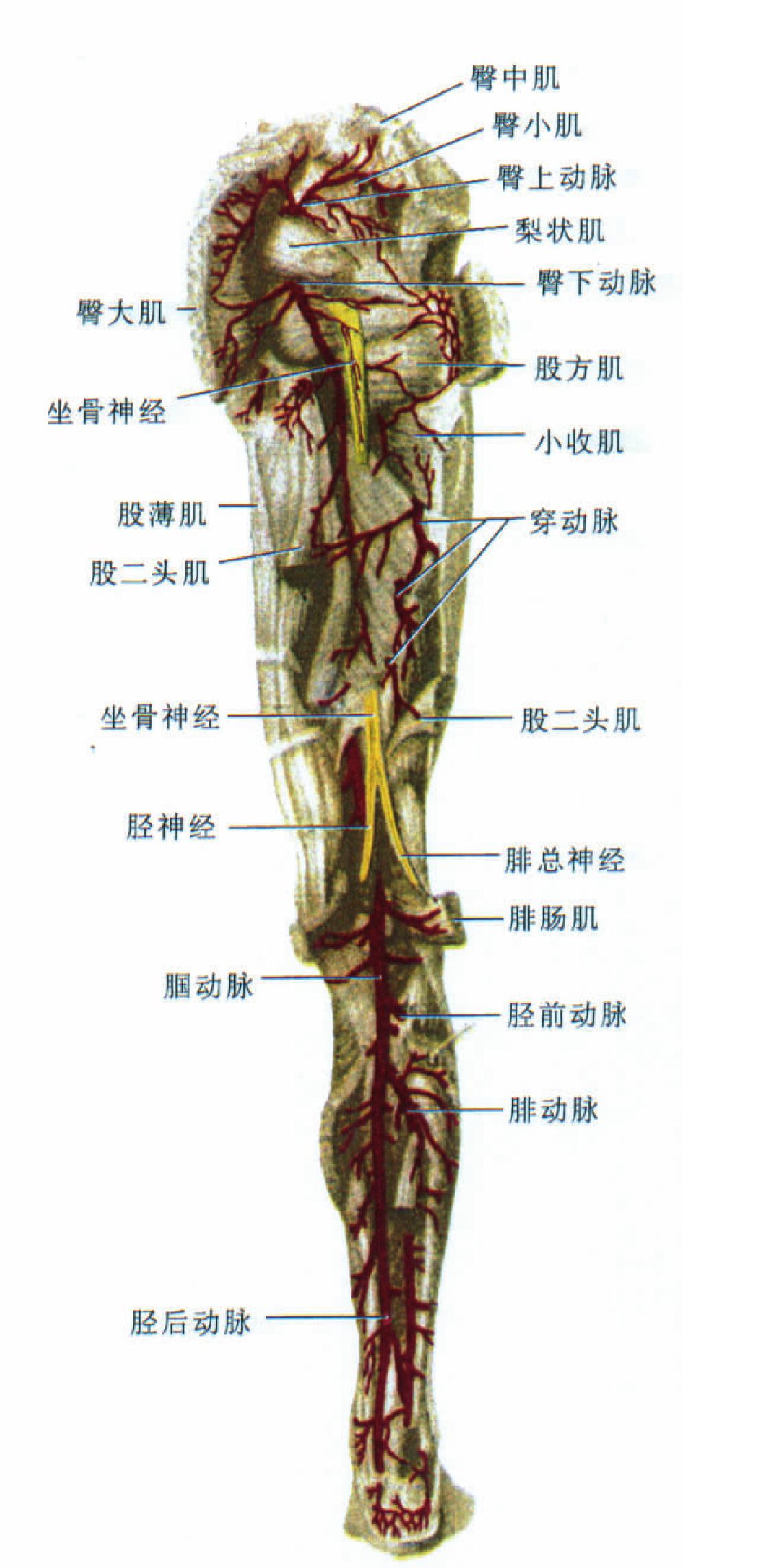 胫前动脉走行图片