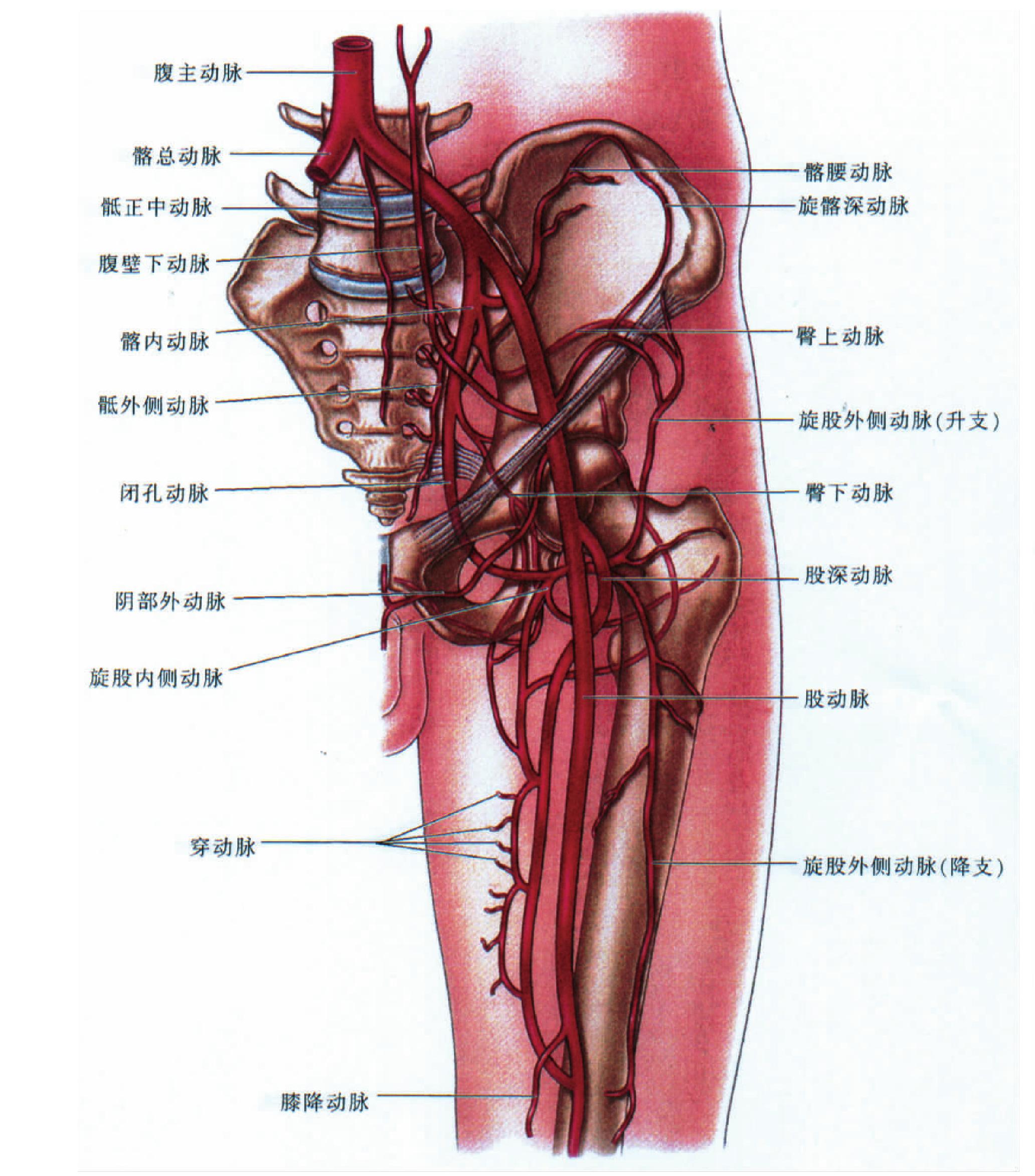 大腿内侧结构图解剖图图片