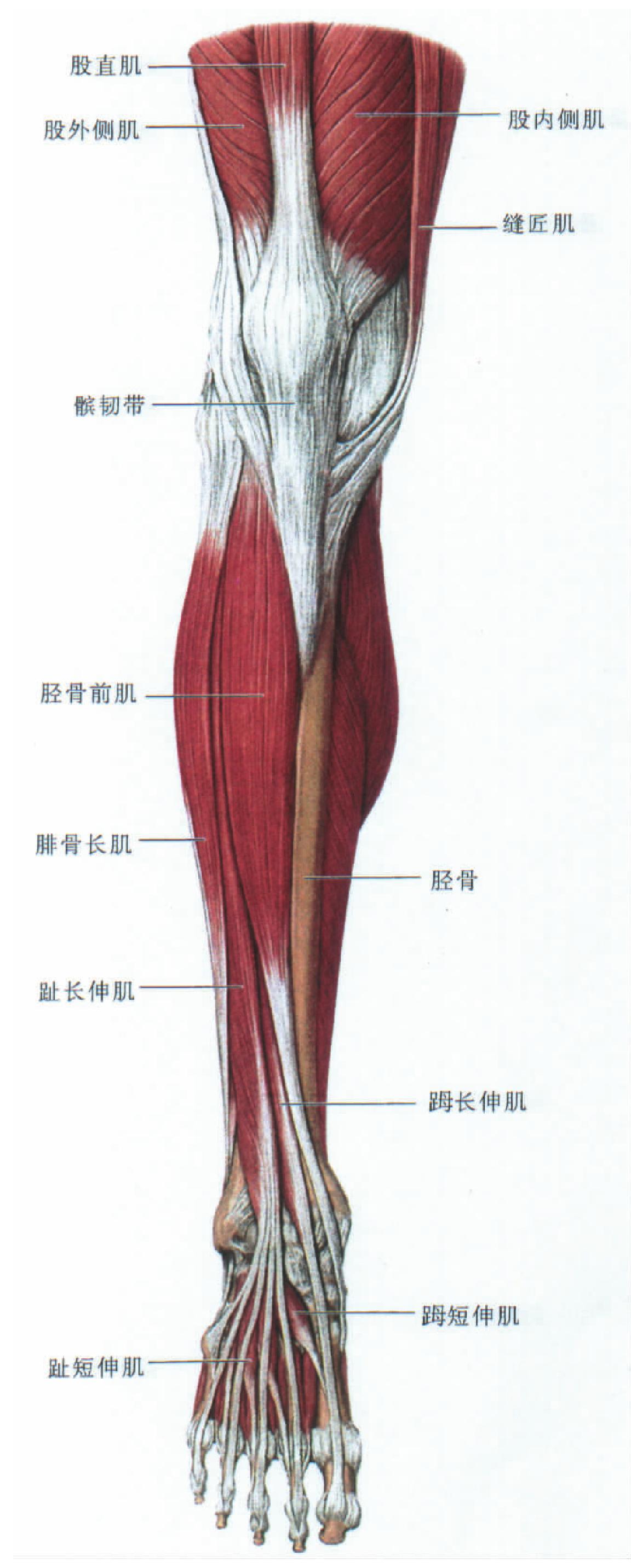 图334 小腿肌（前面观）