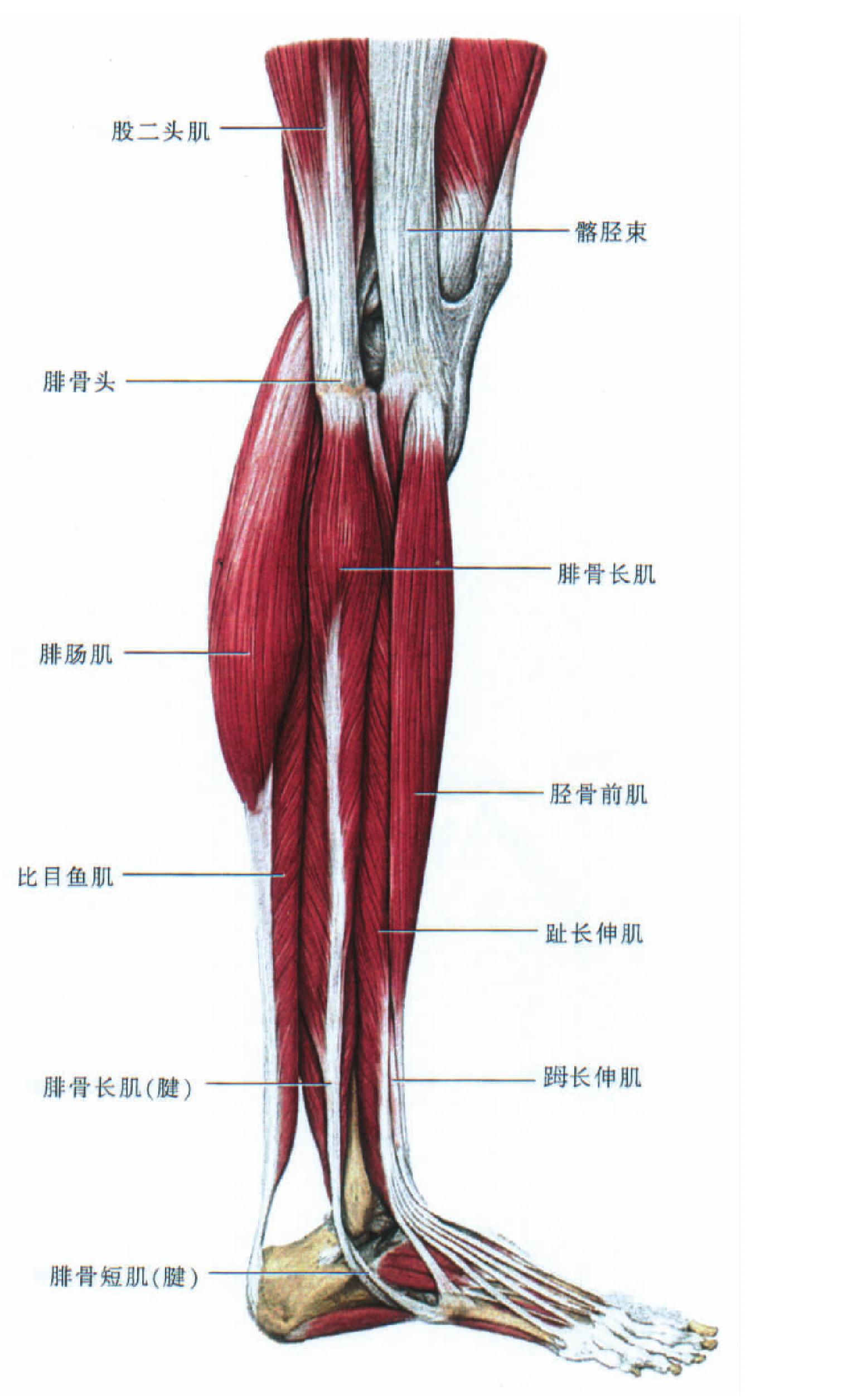 小腿肌腱解剖图片