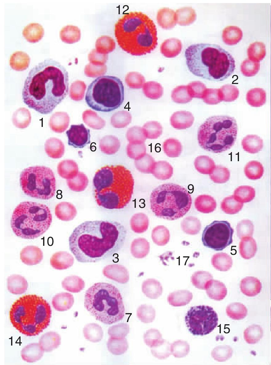 图363 血细胞