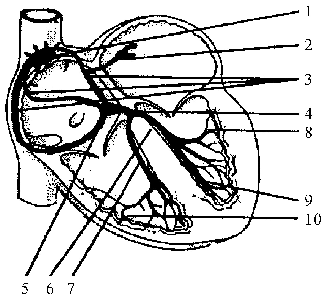 心脏的电传导系统