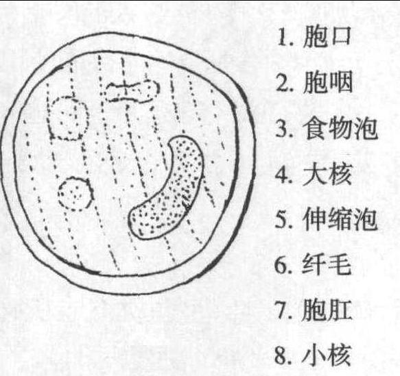 三、结肠小袋虫病