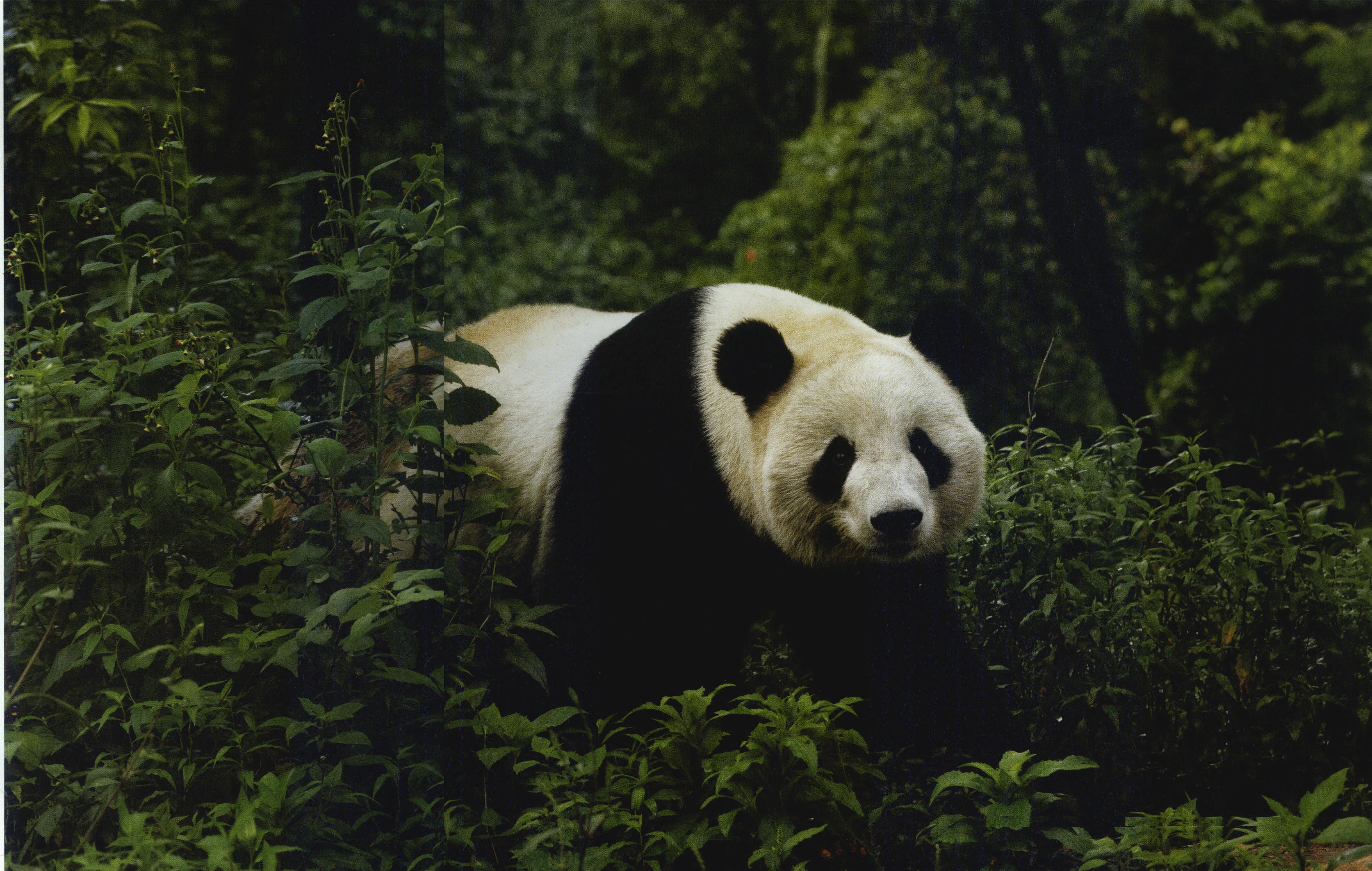 碧峰峽——成年熊猫-1