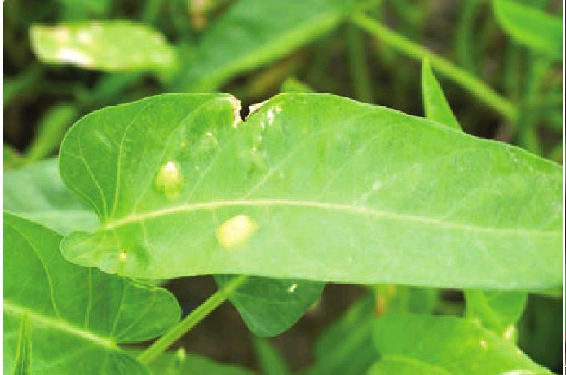 蕹菜白锈病