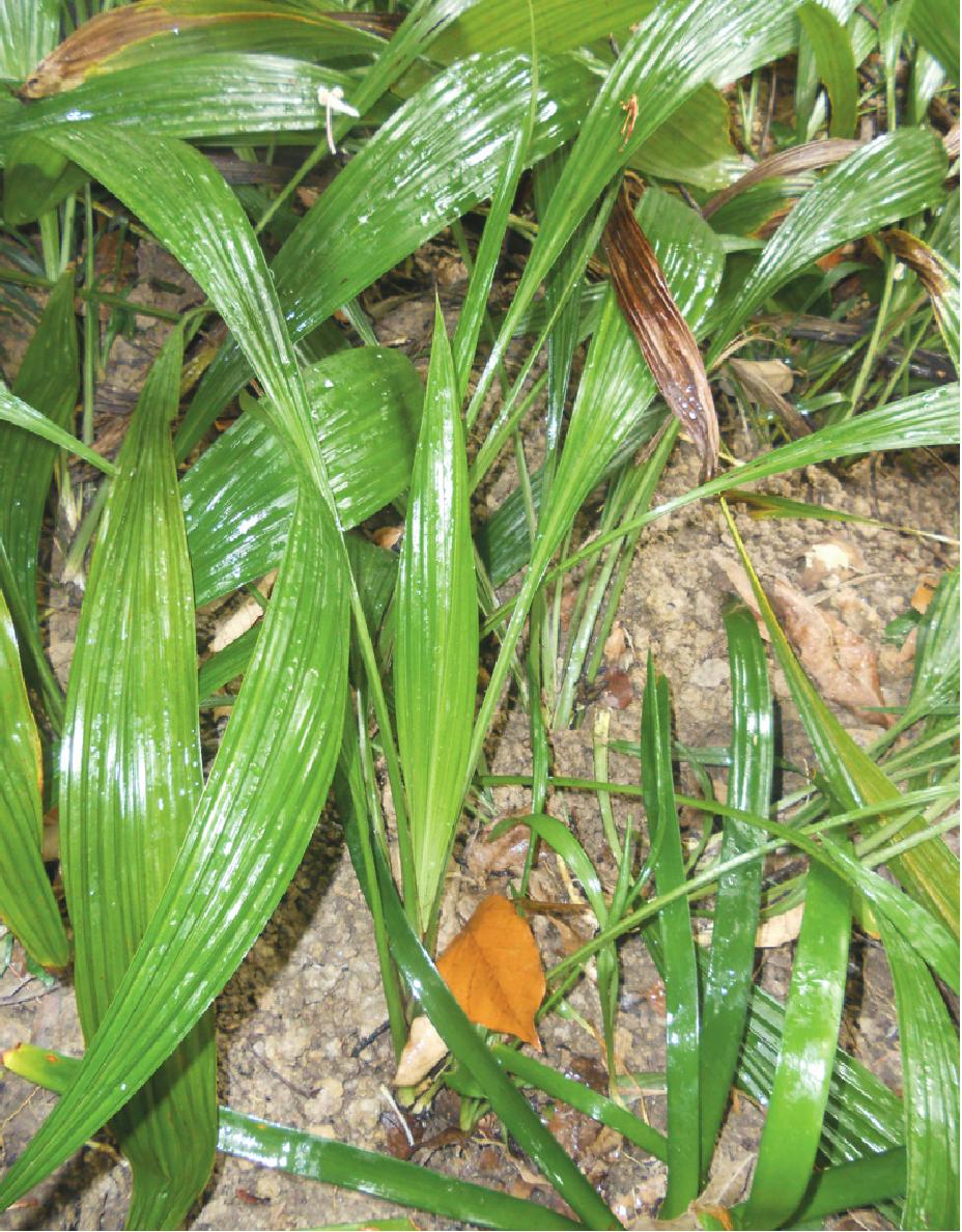 仙茅