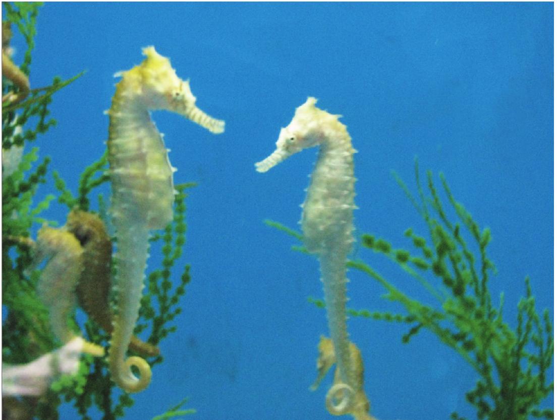 海馬