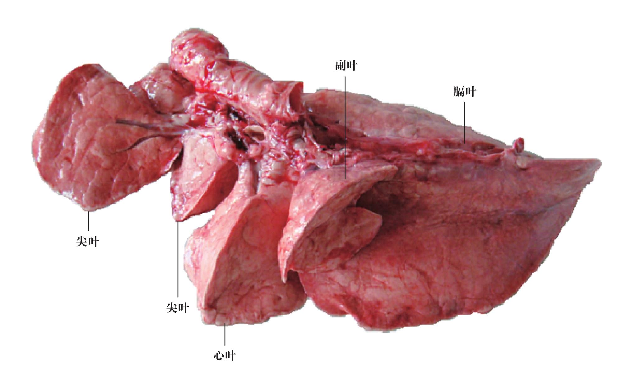 牛肺的分叶结构图图片