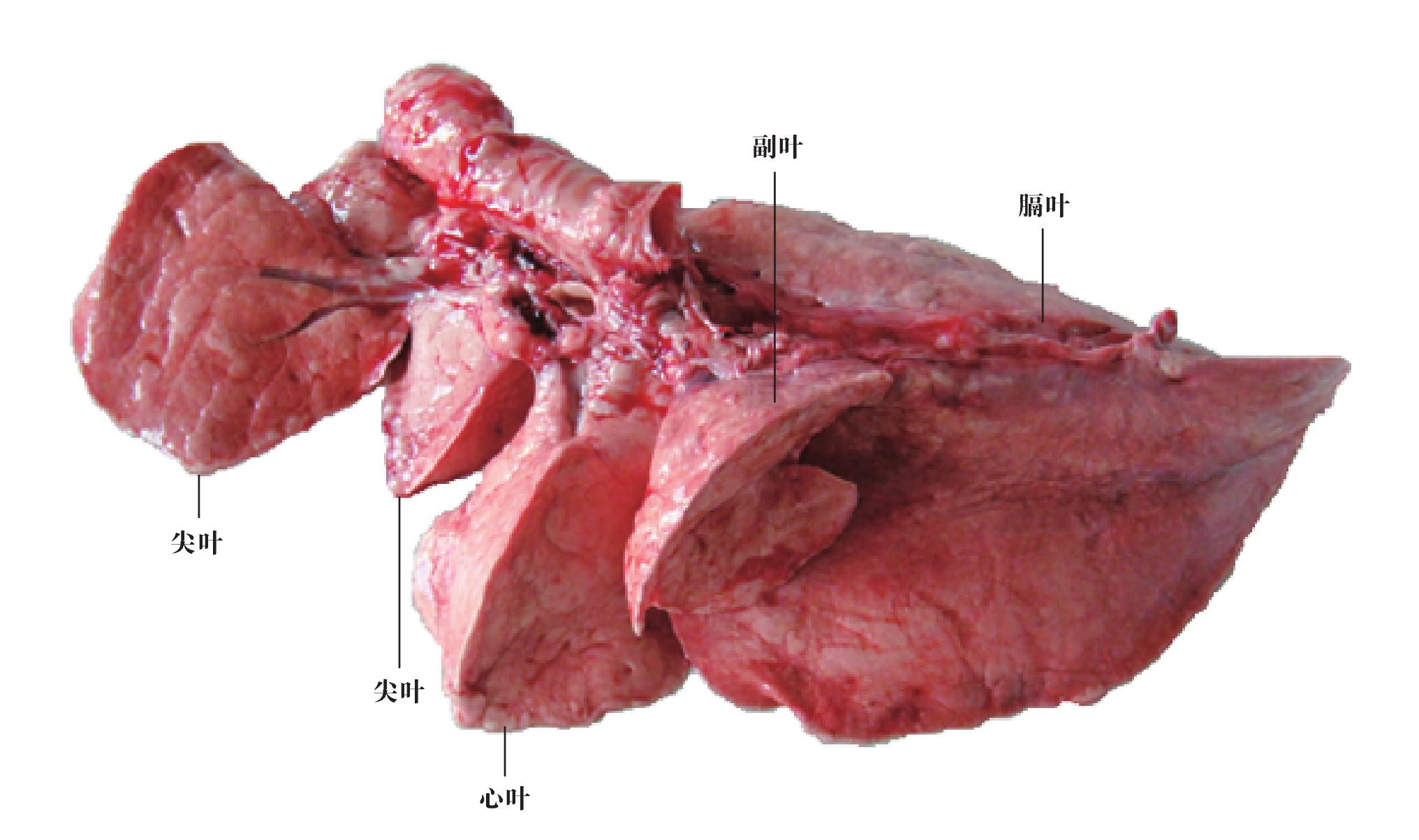羊肺解剖图图片