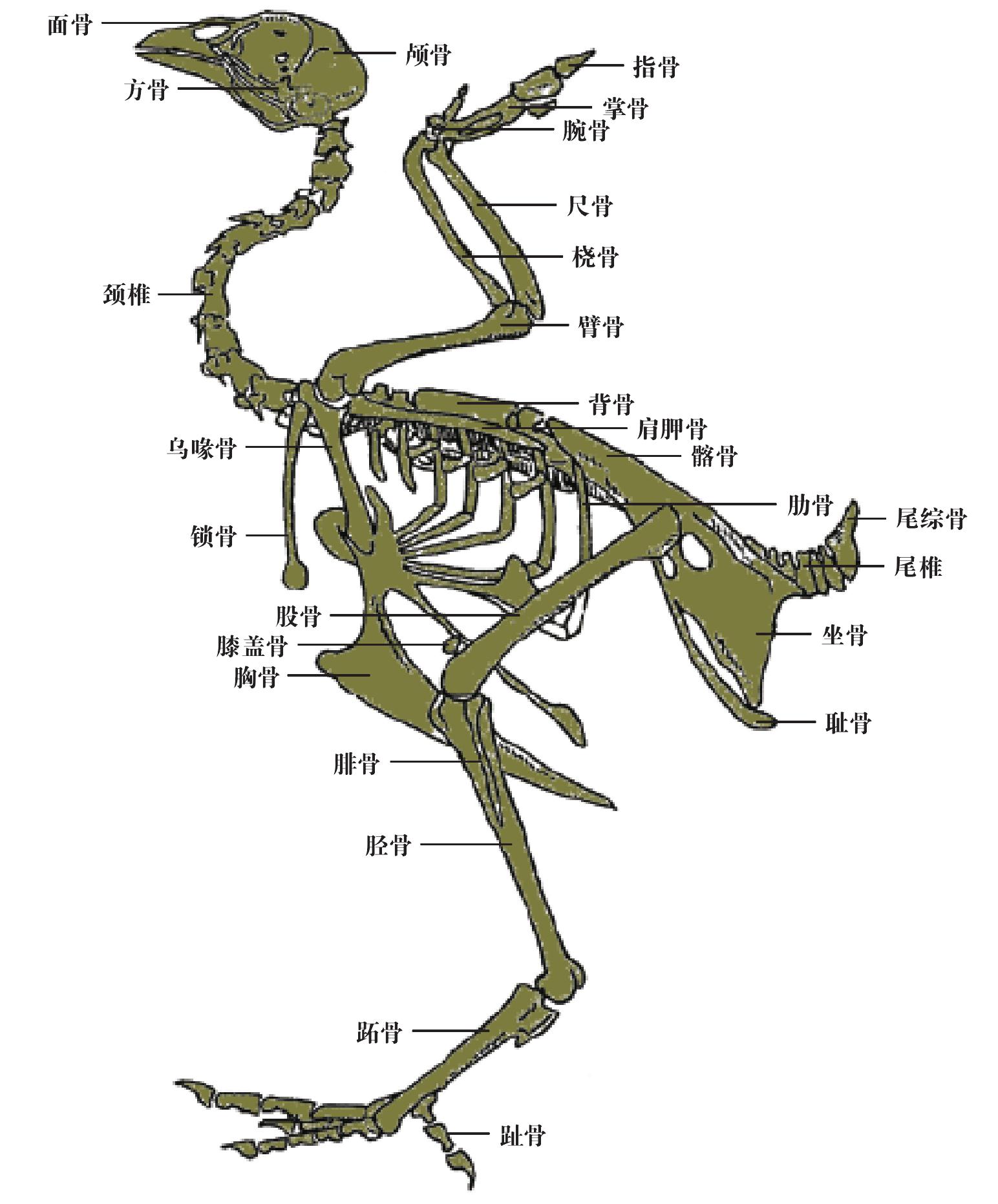 一、运动系统