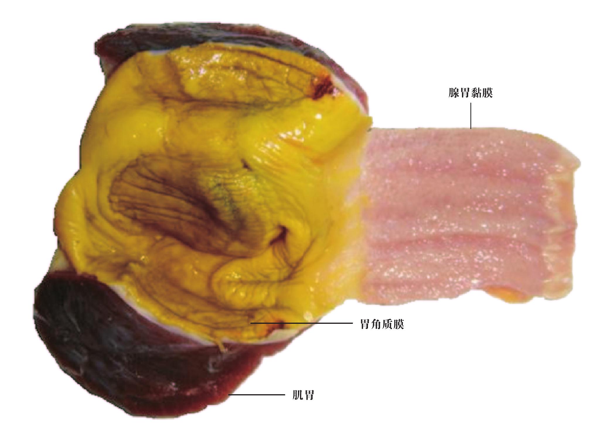 三、内脏