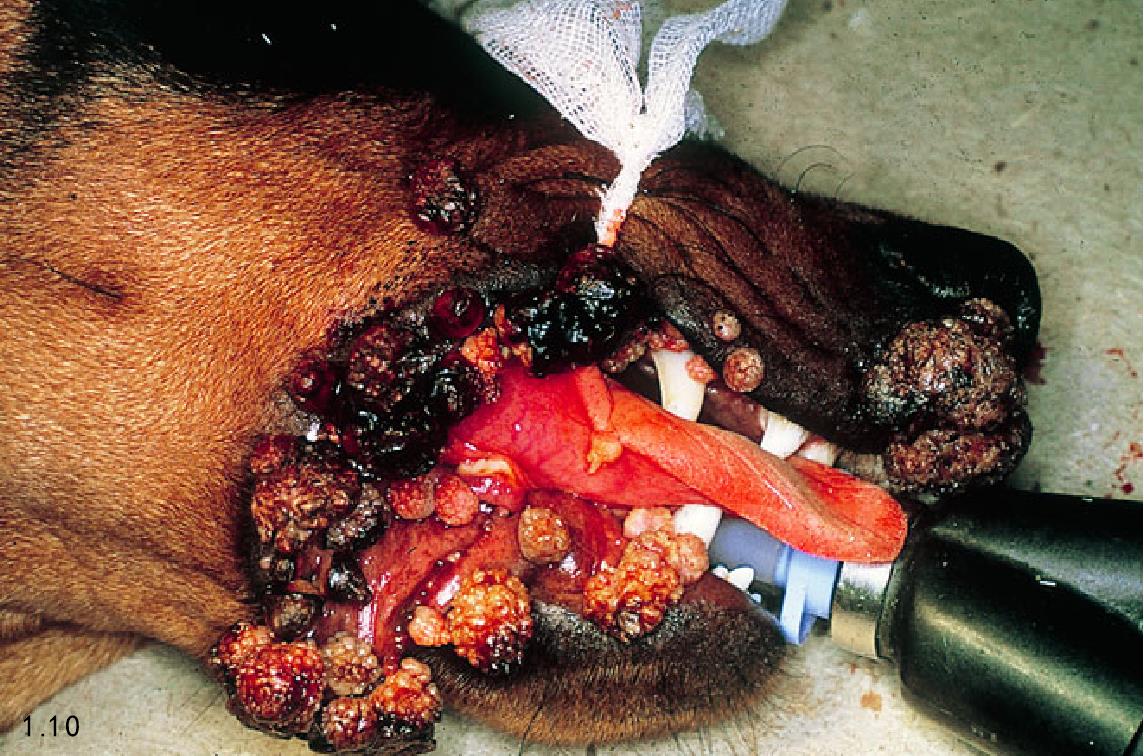 3. 犬口腔乳头状瘤感染（多发性乳头状瘤）