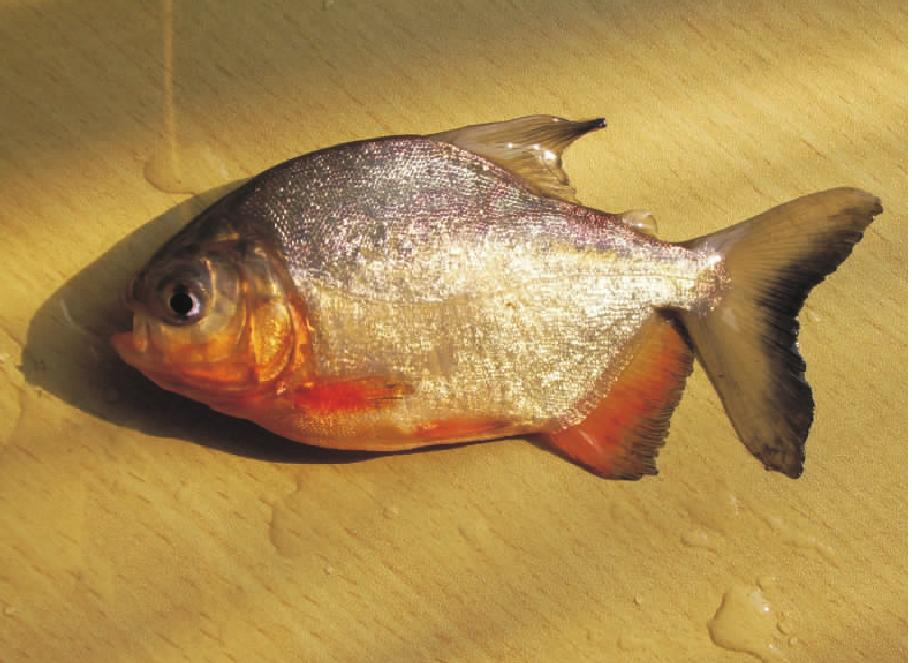 红腹鲳鱼食人鱼图片