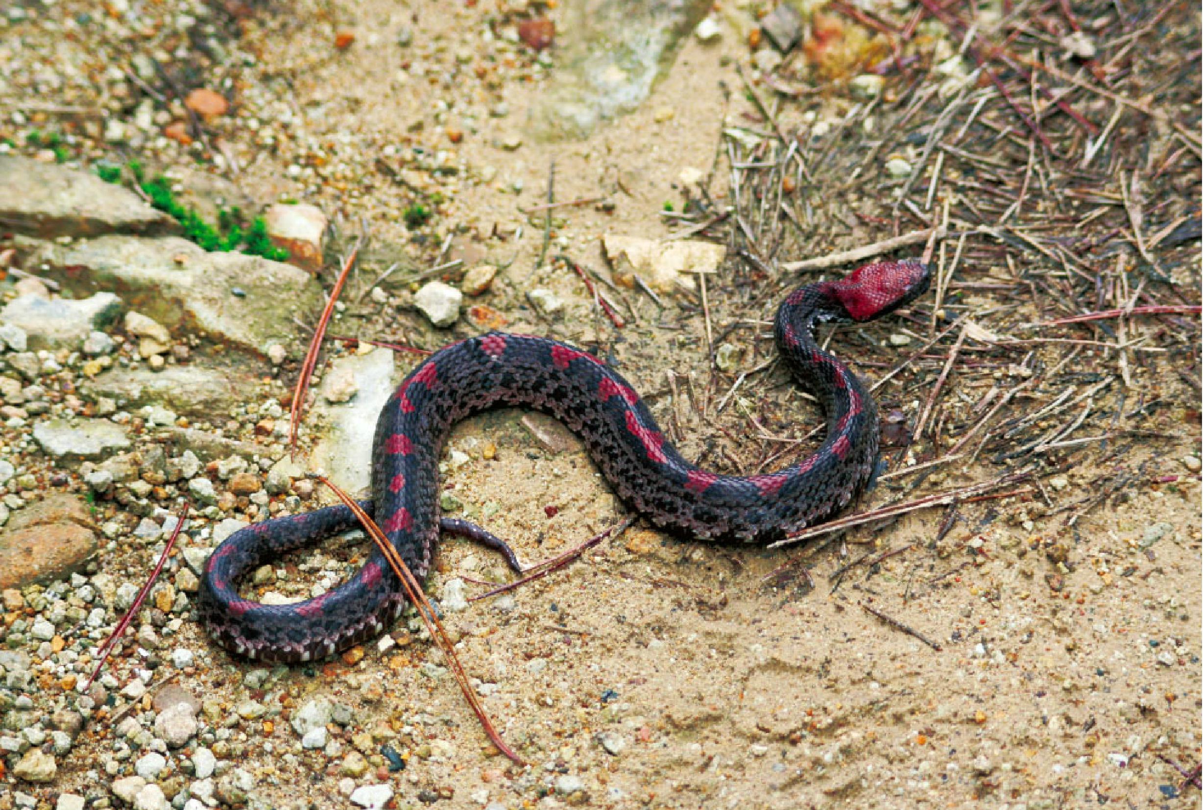 贵州烙铁头蛇图片