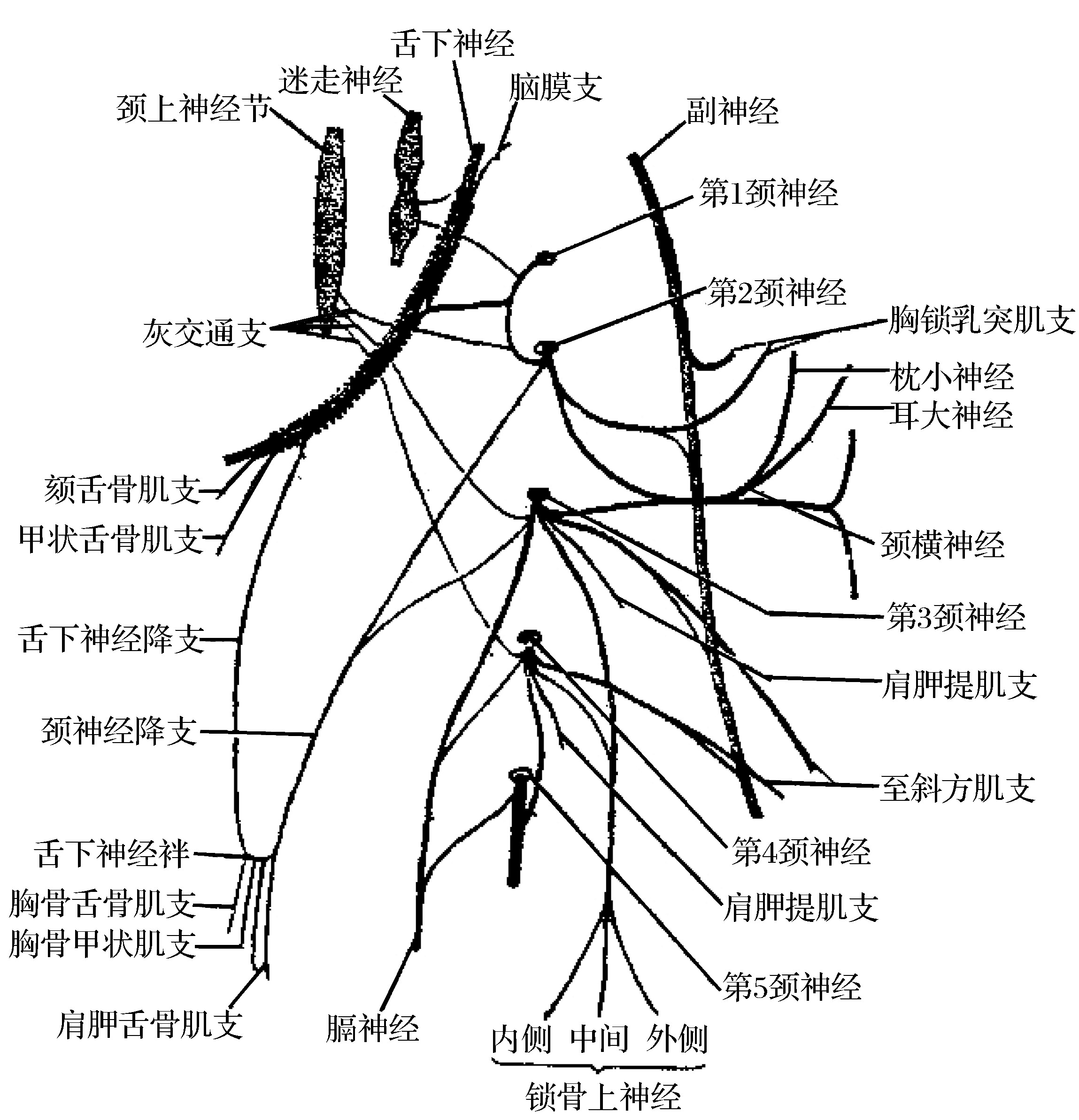 頸部神經(jīng)