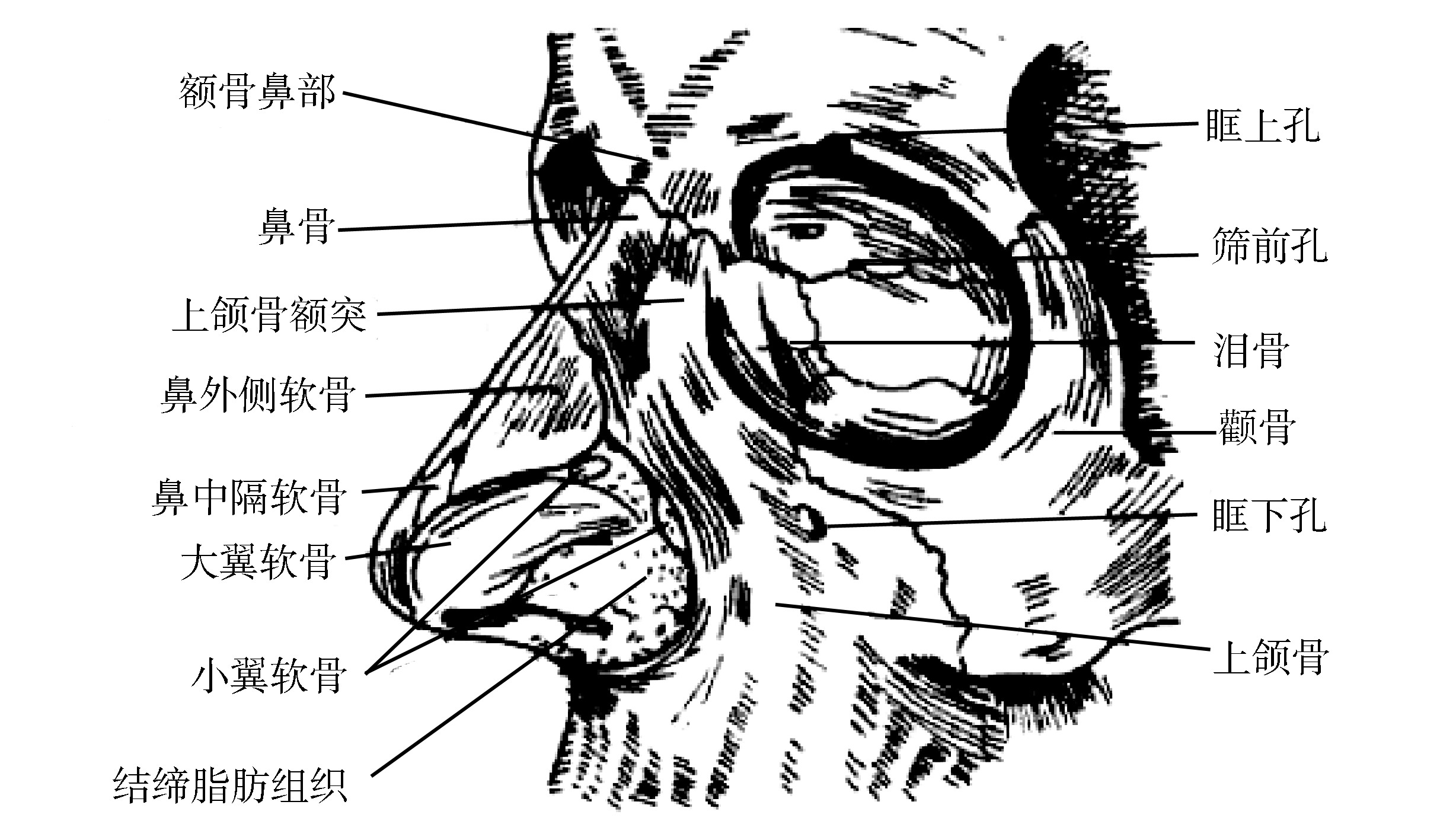 鼻部弓弦力學系統(tǒng)