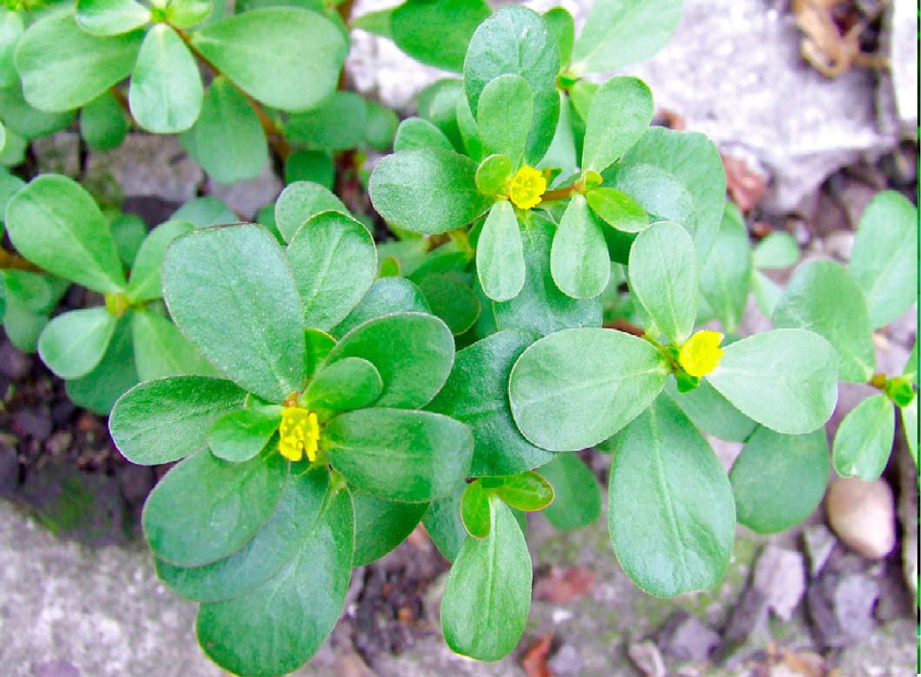 【名称】植物又名:五行草,长寿菜药材名:马齿苋