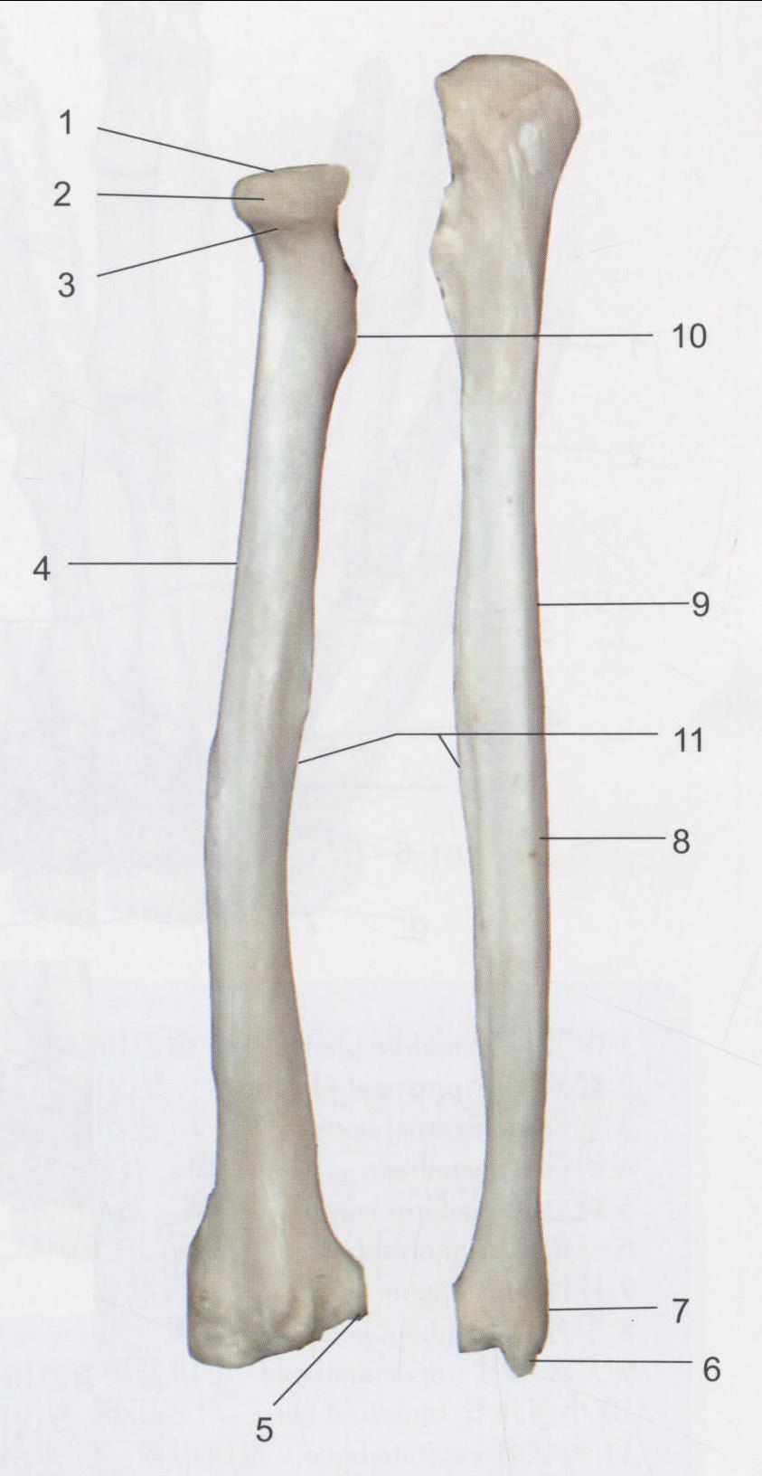 桡骨和尺骨(后面观)