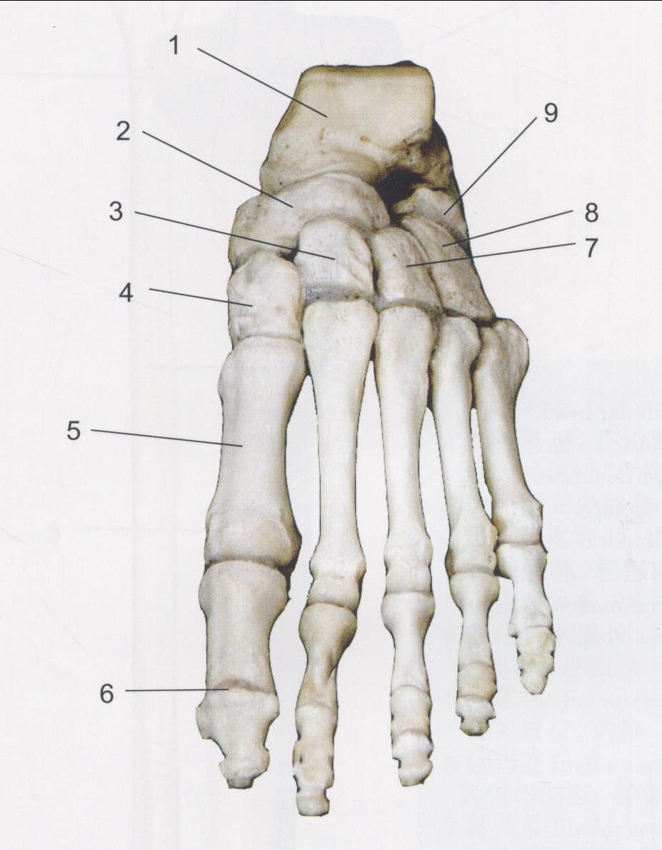 脚部第一楔骨图片
