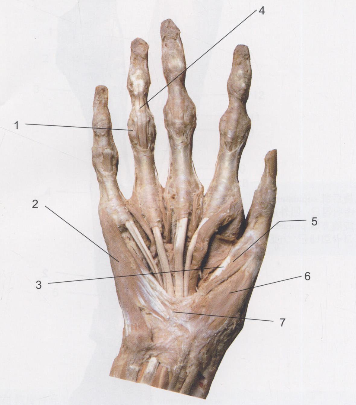 手掌面的肌肉(1)