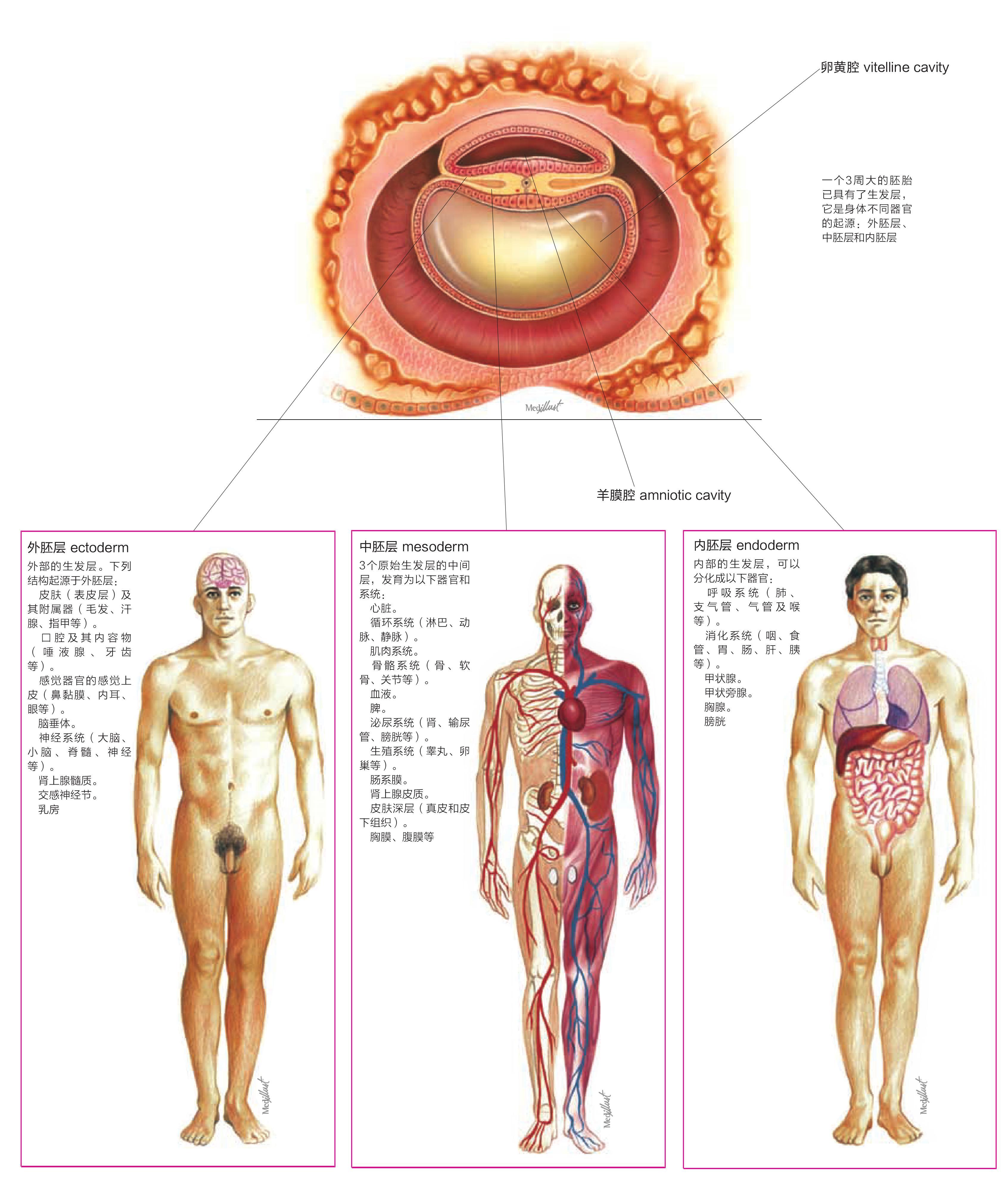 人体系统的胚胎学起源