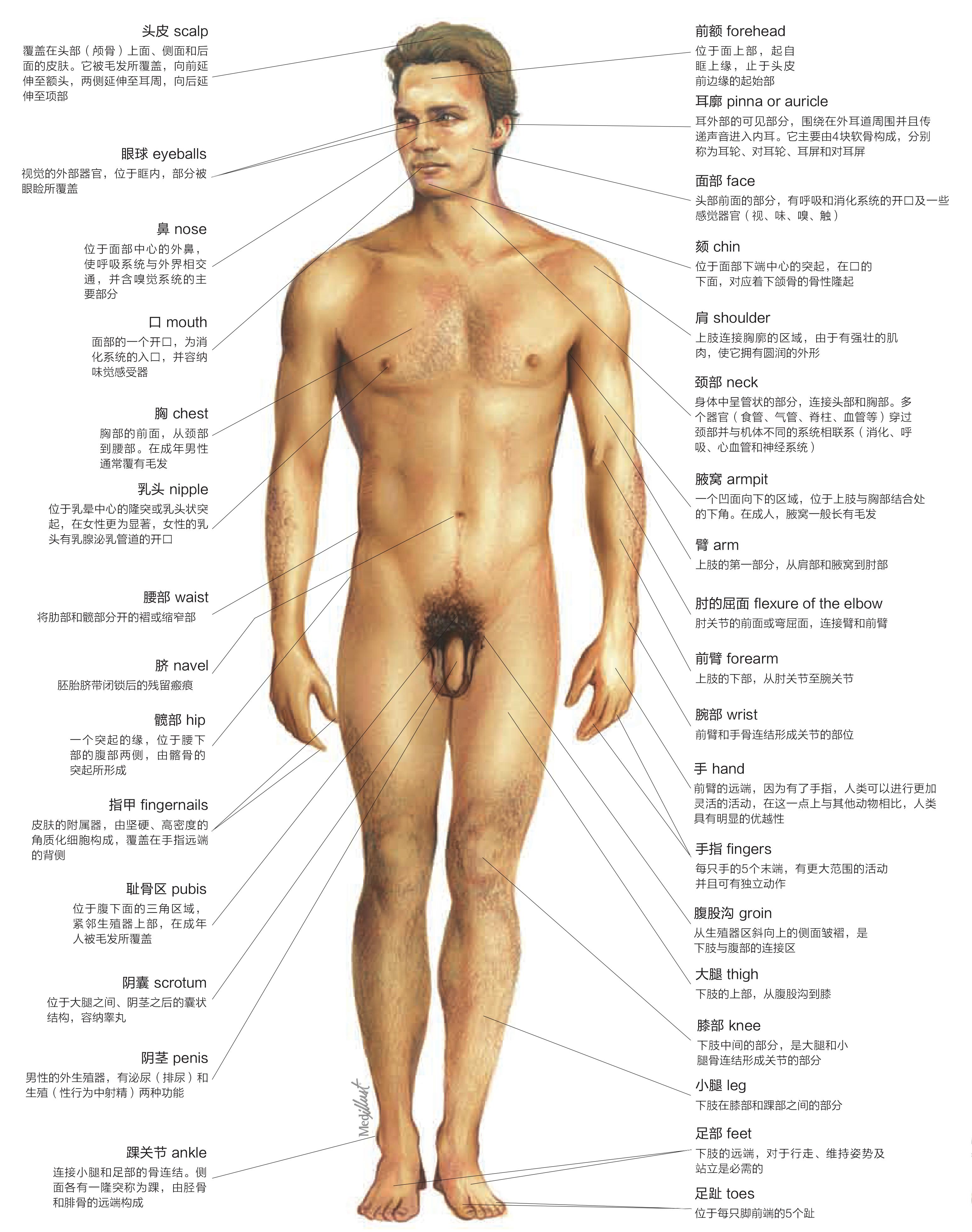 体表解剖结构:男性前面观