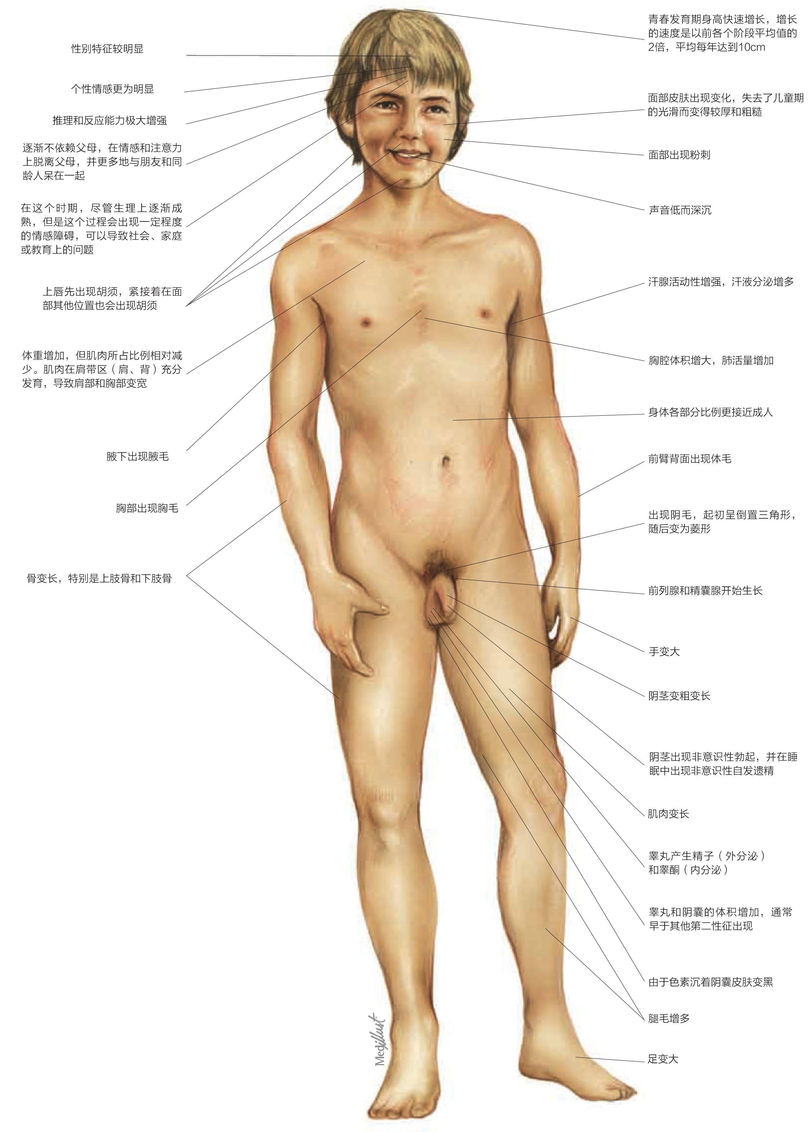 人體的生命階段:男性青春期