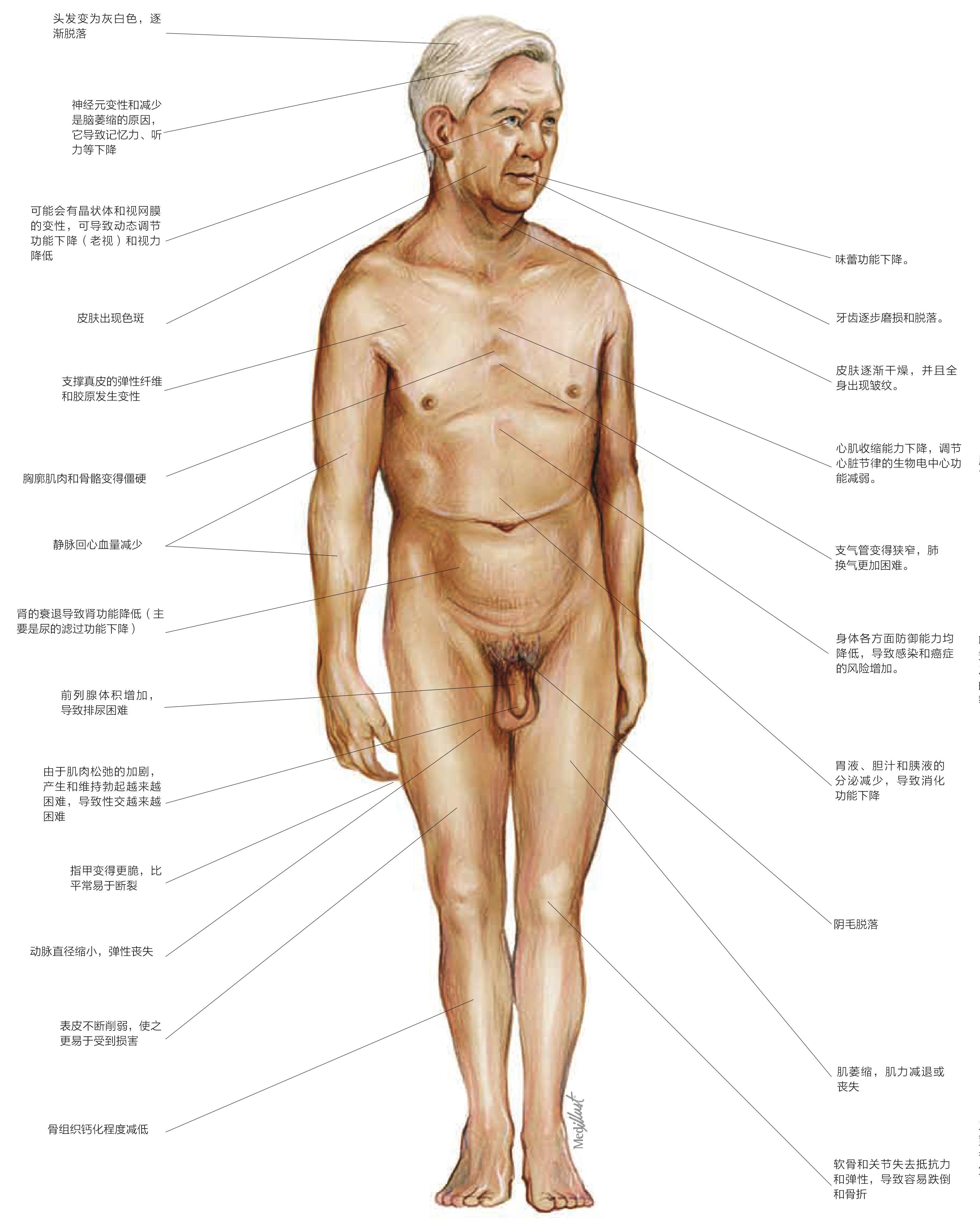 人體的生命階段:老年男性