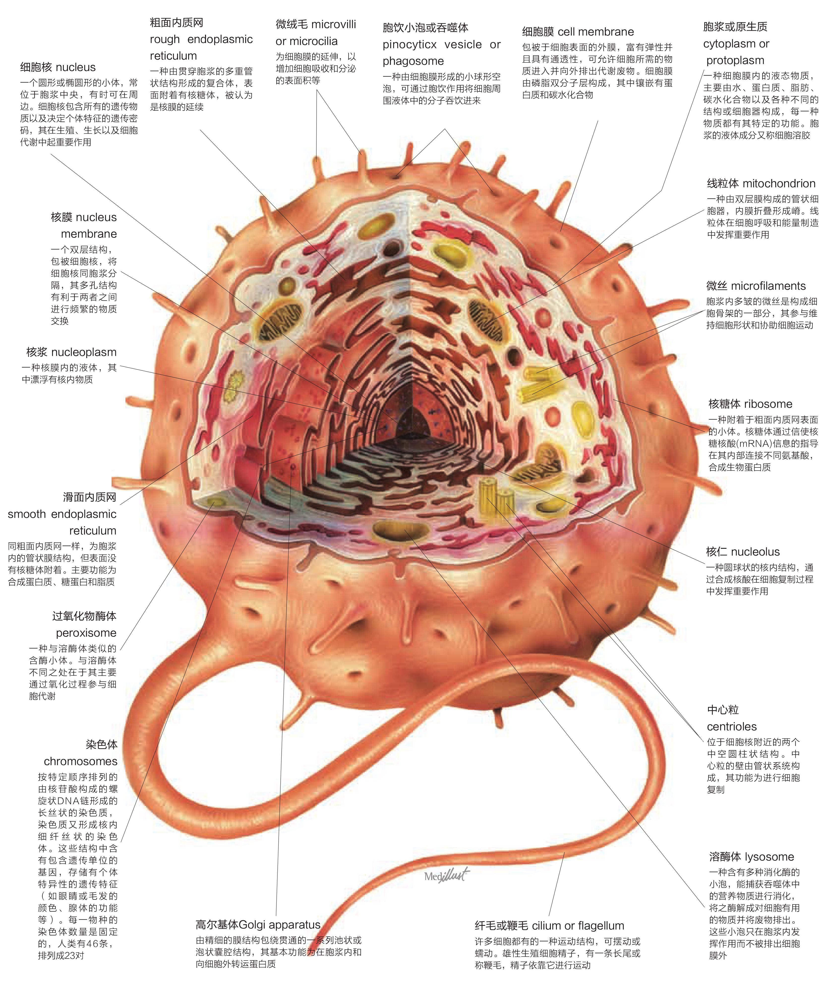 细胞体结构图片