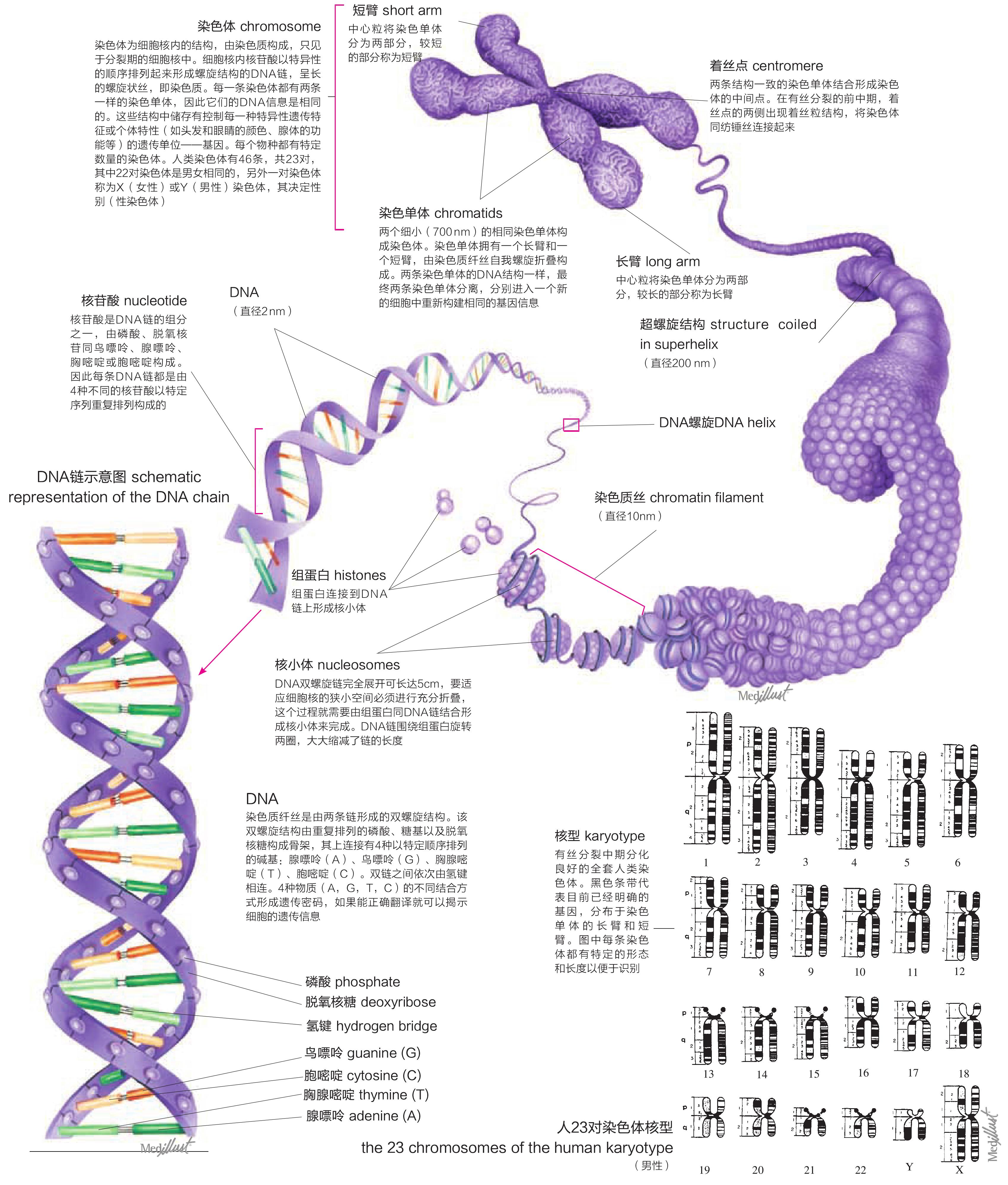 染色體.DNA