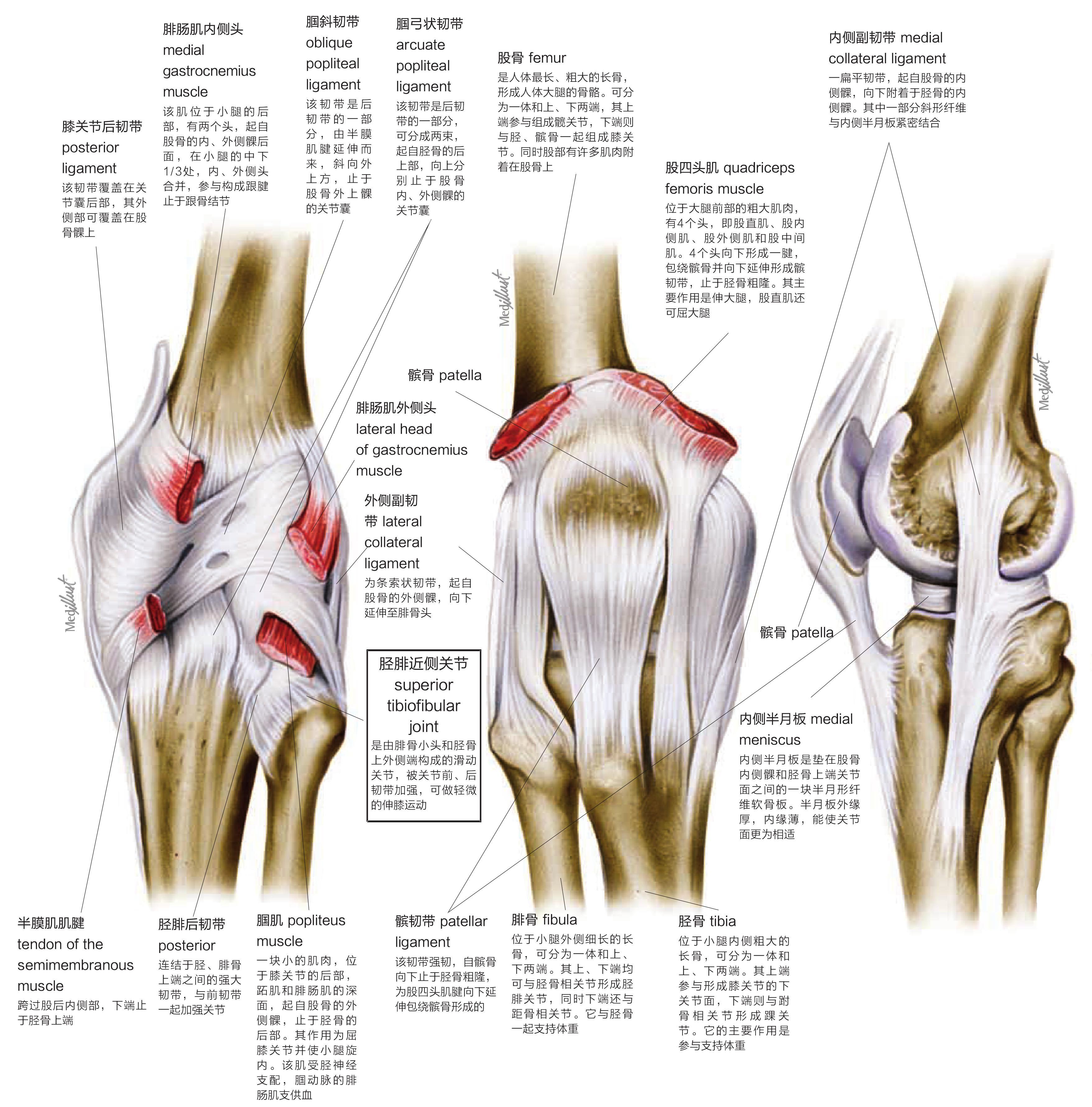 膝盖后面的结构图图片